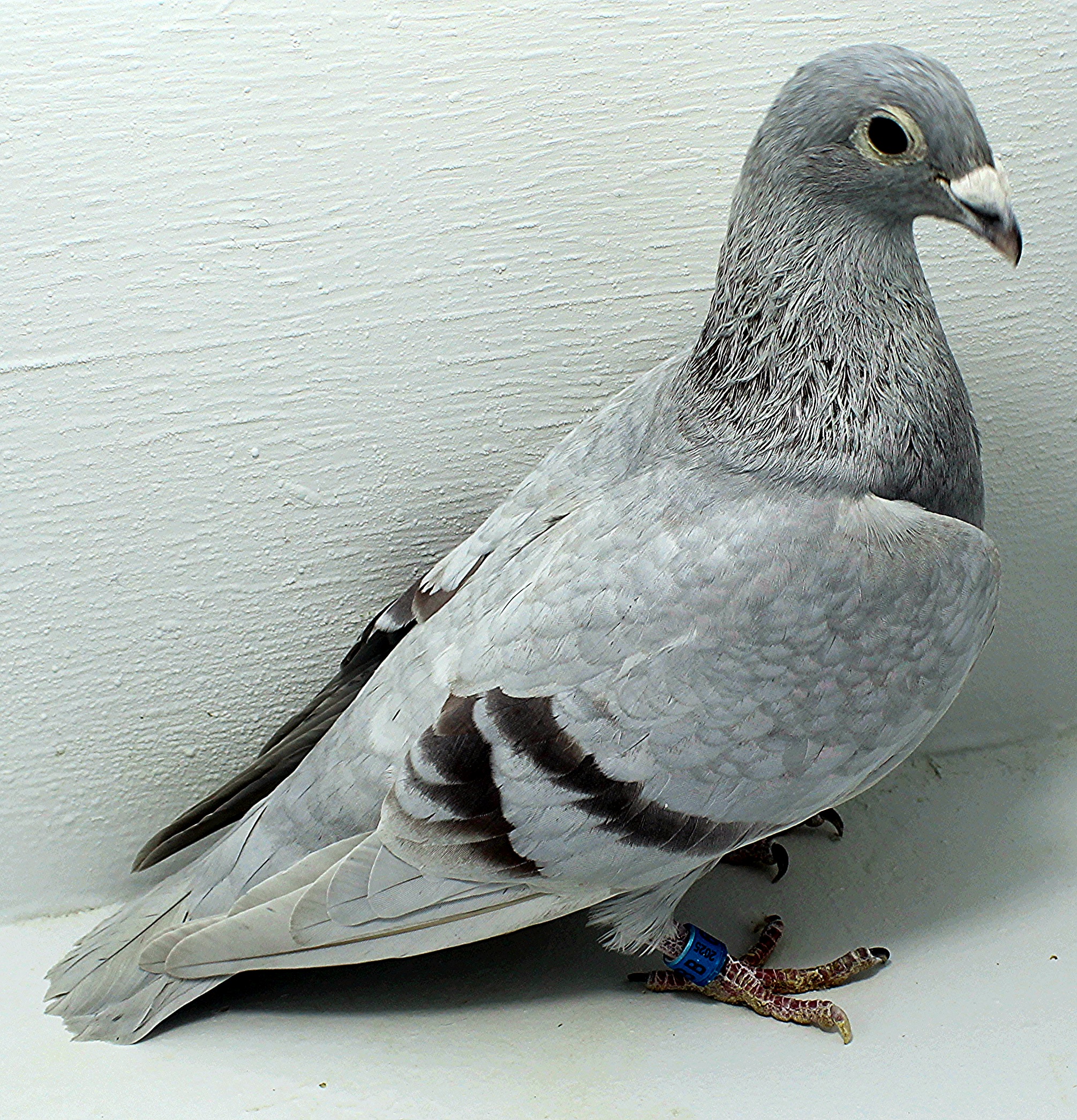 iPigeon.com - Racing Pigeon Auction