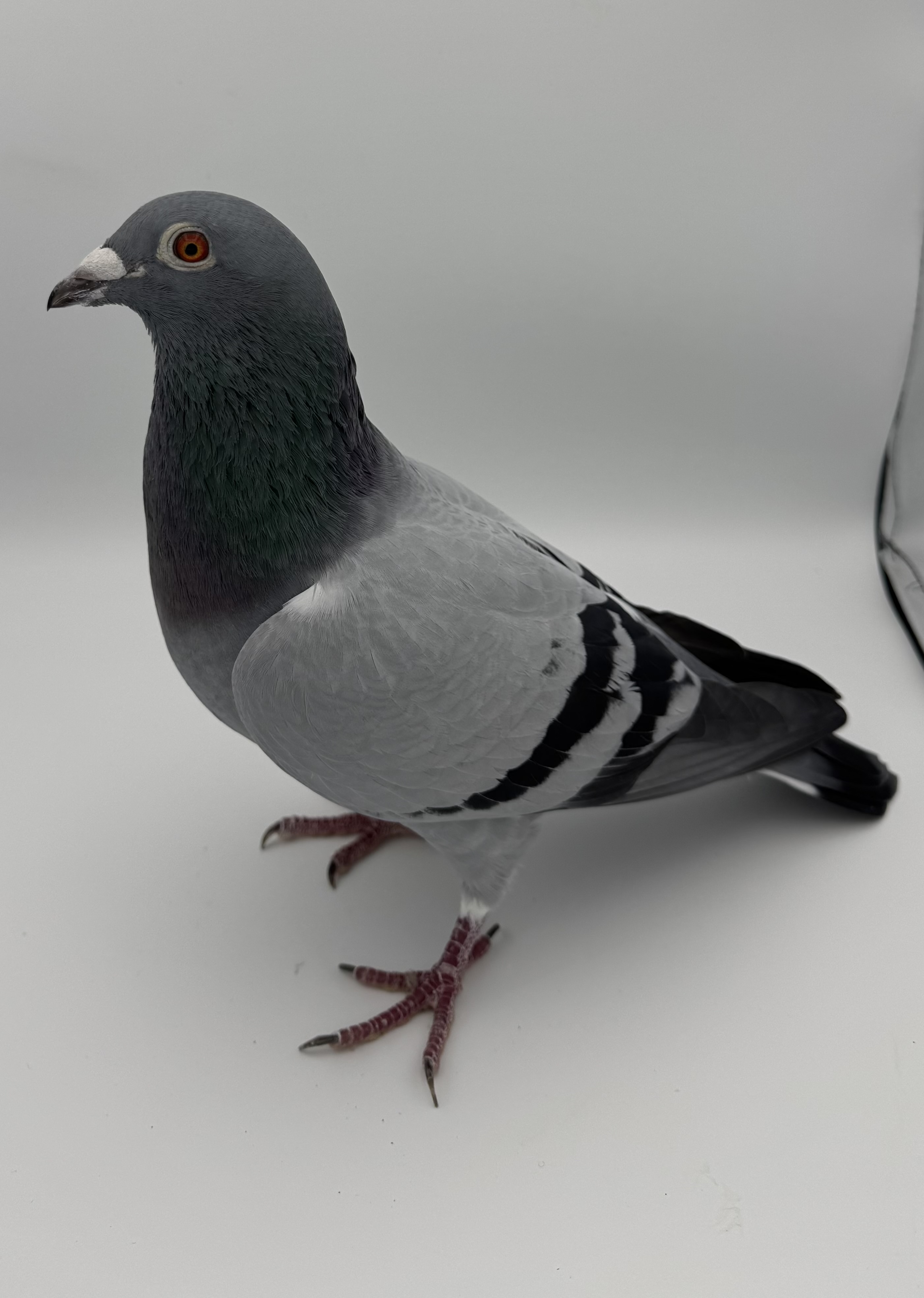 Inbred Vasquez 567  AU 19 VL 76