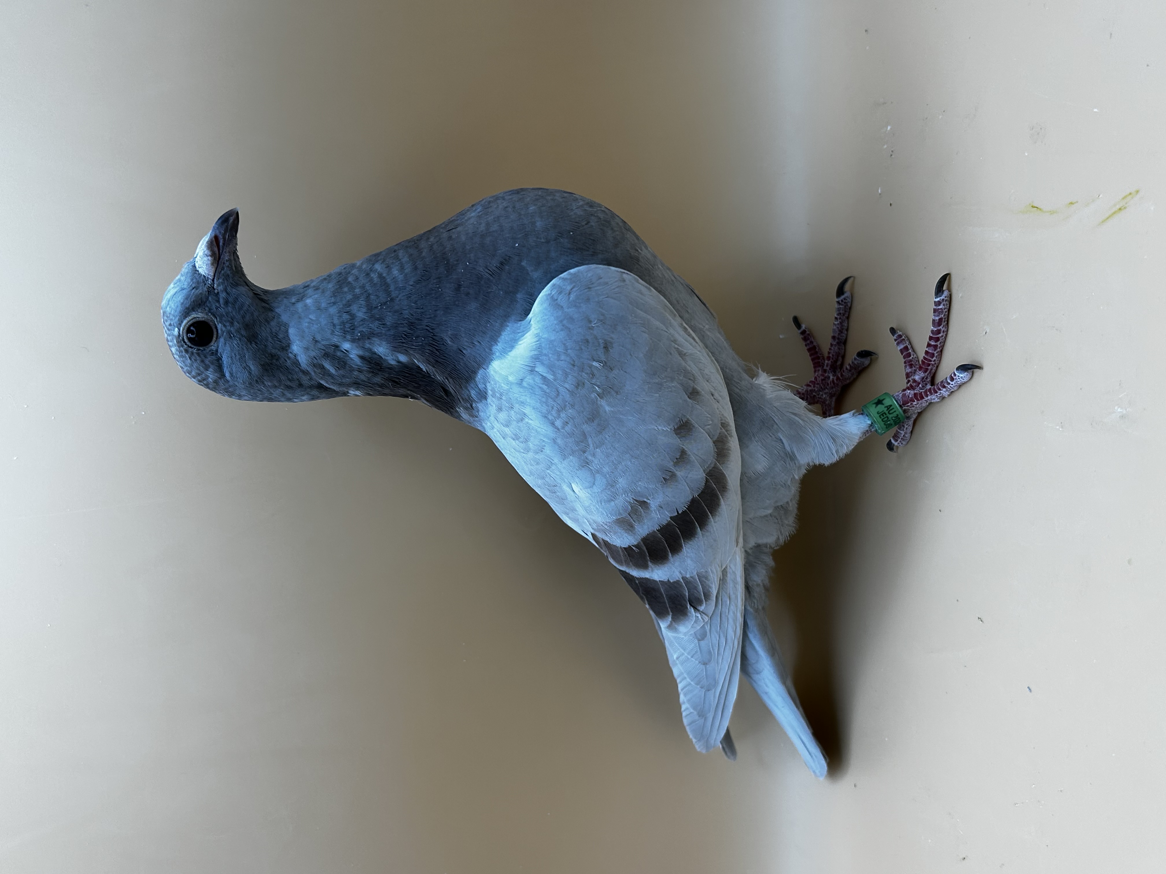 DOUBLE GRANDSON OF “IRONCLAD”