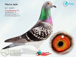 Preview Image 7