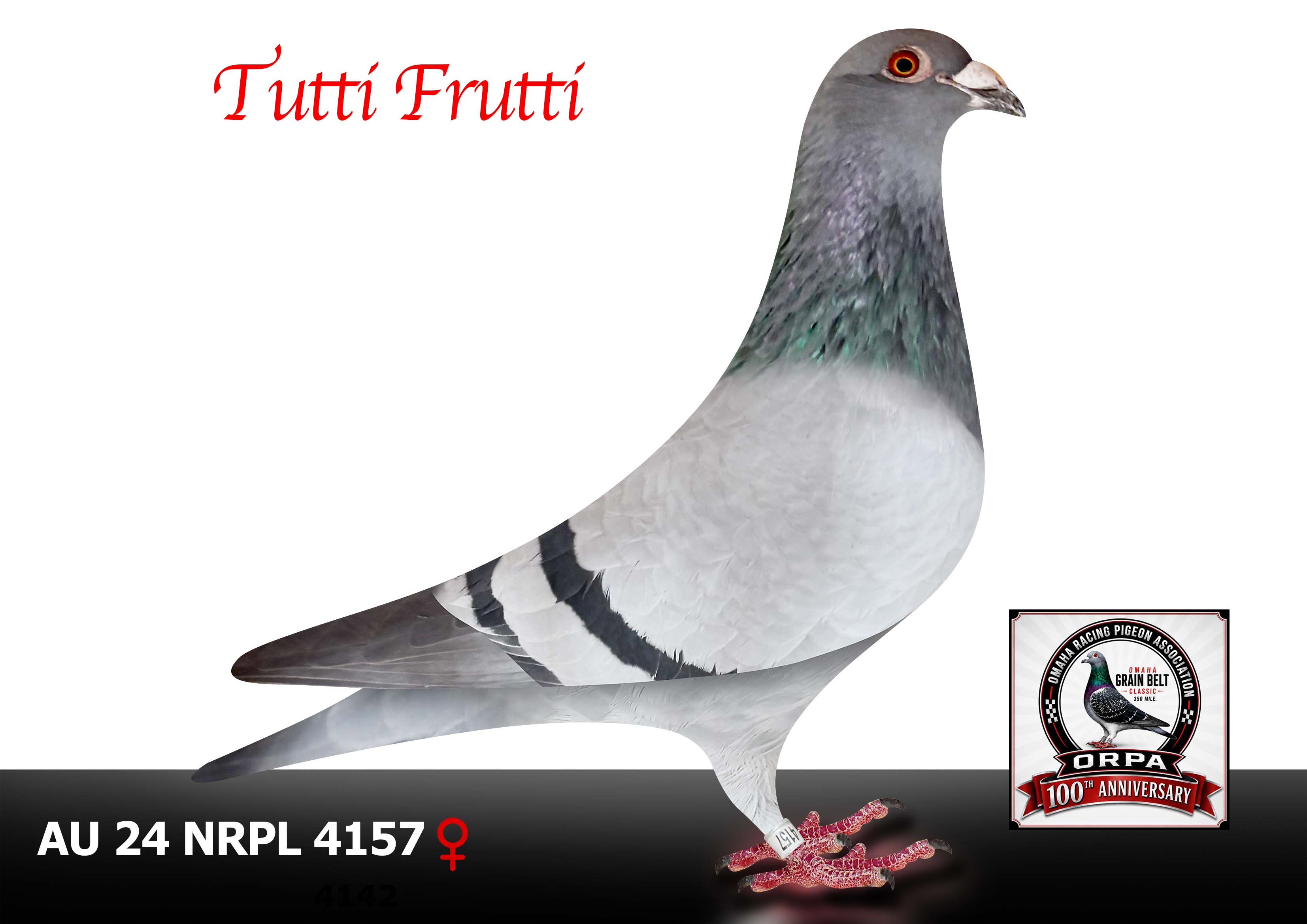 AU 24 NRPL 4157 Hen