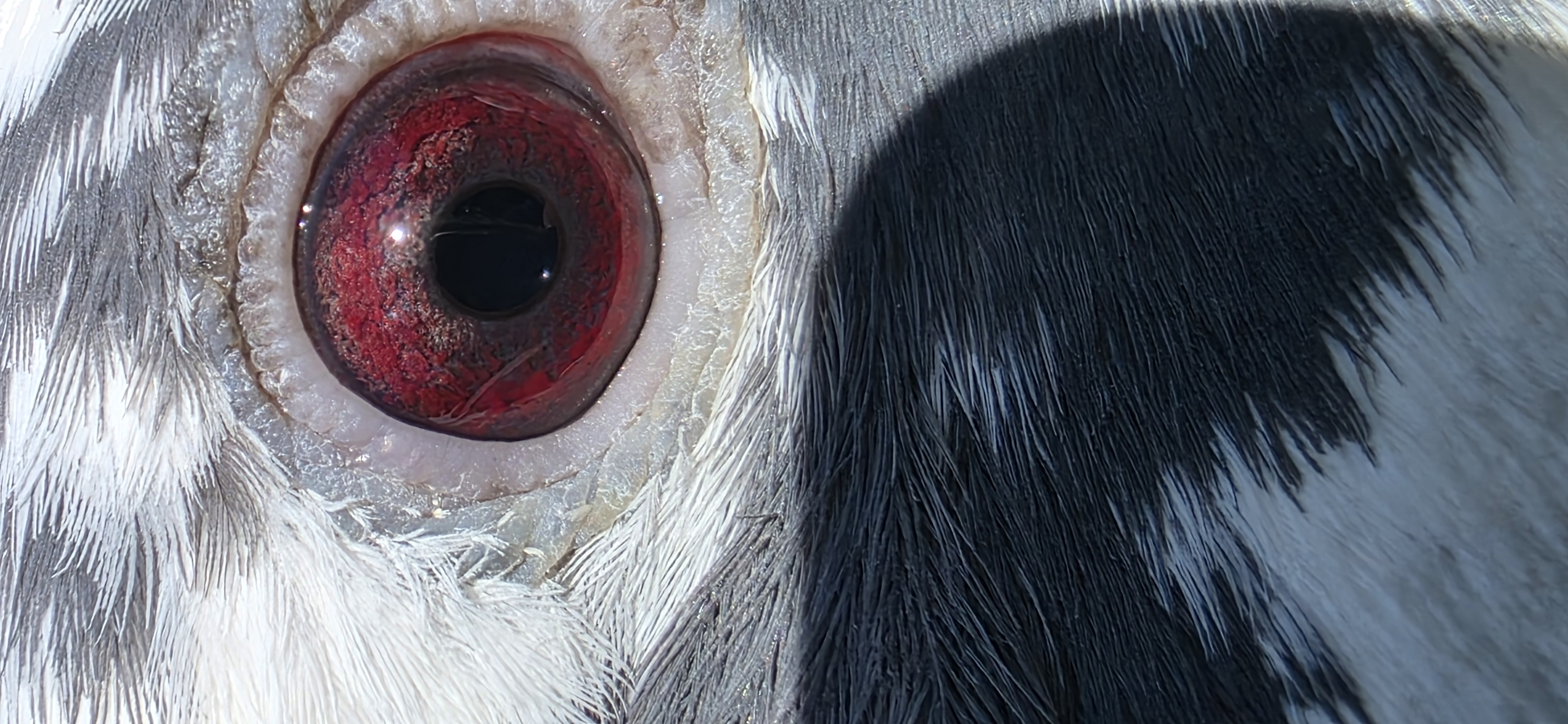 Preview Image 2