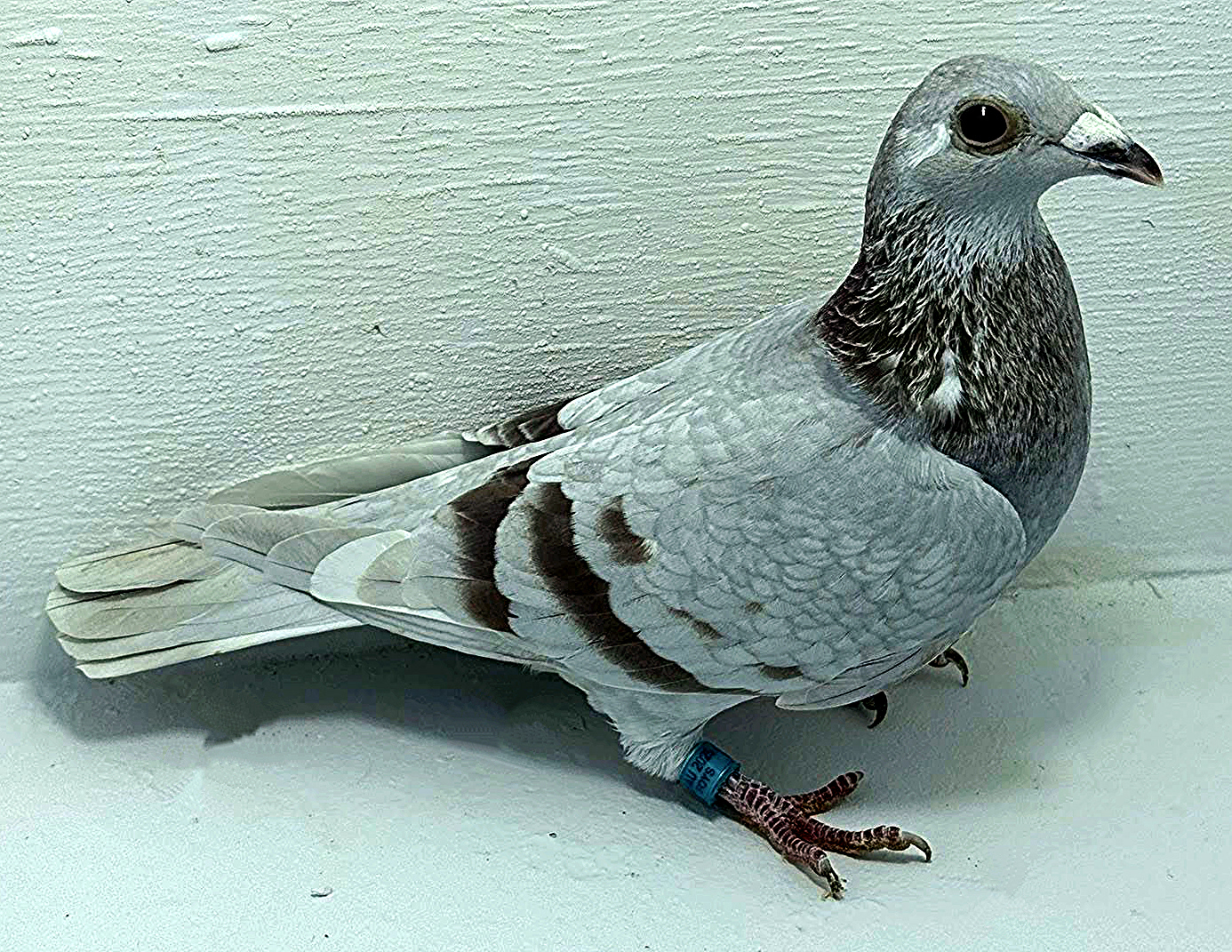 AU 20033 AA 2025 Pure Paul Sion