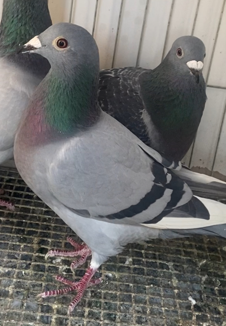 Au24-YANG-220 BBWF HEN