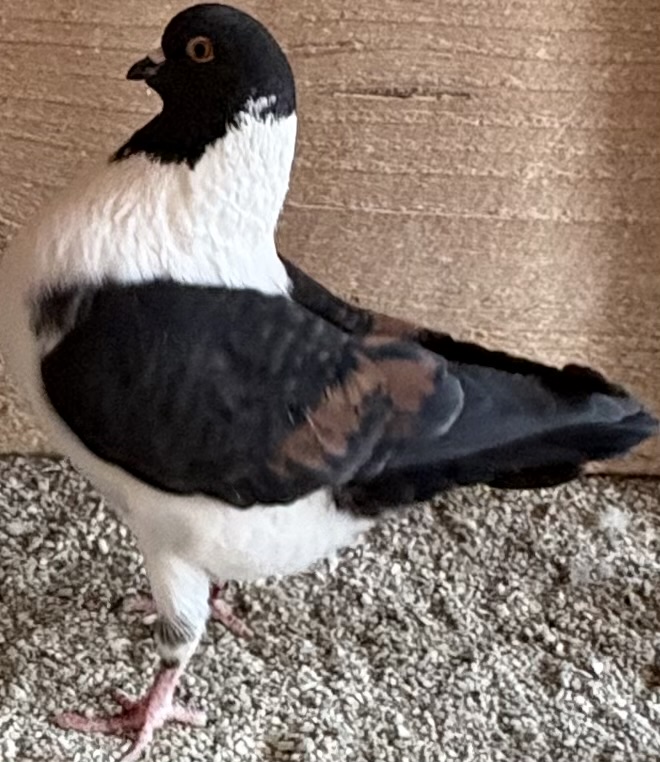 Black / bronze classic modena