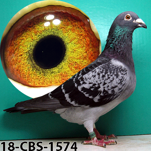 iPigeon.com - Racing Pigeon Auction