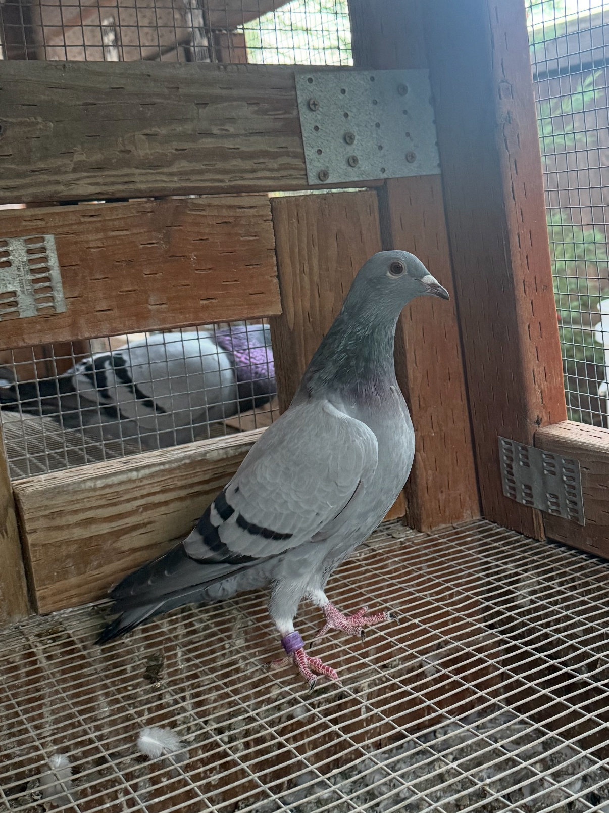 Florian x who’s your daddy 