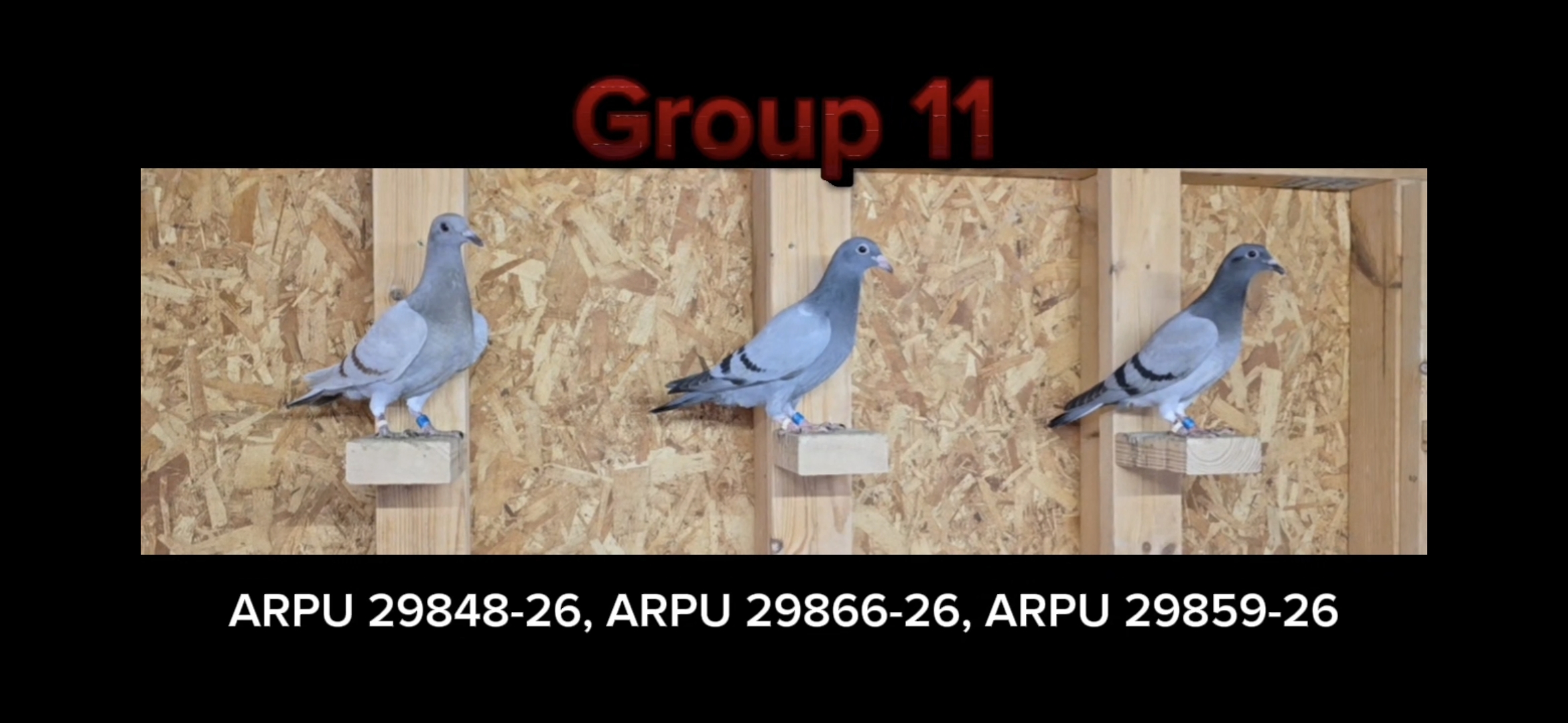 Group 11