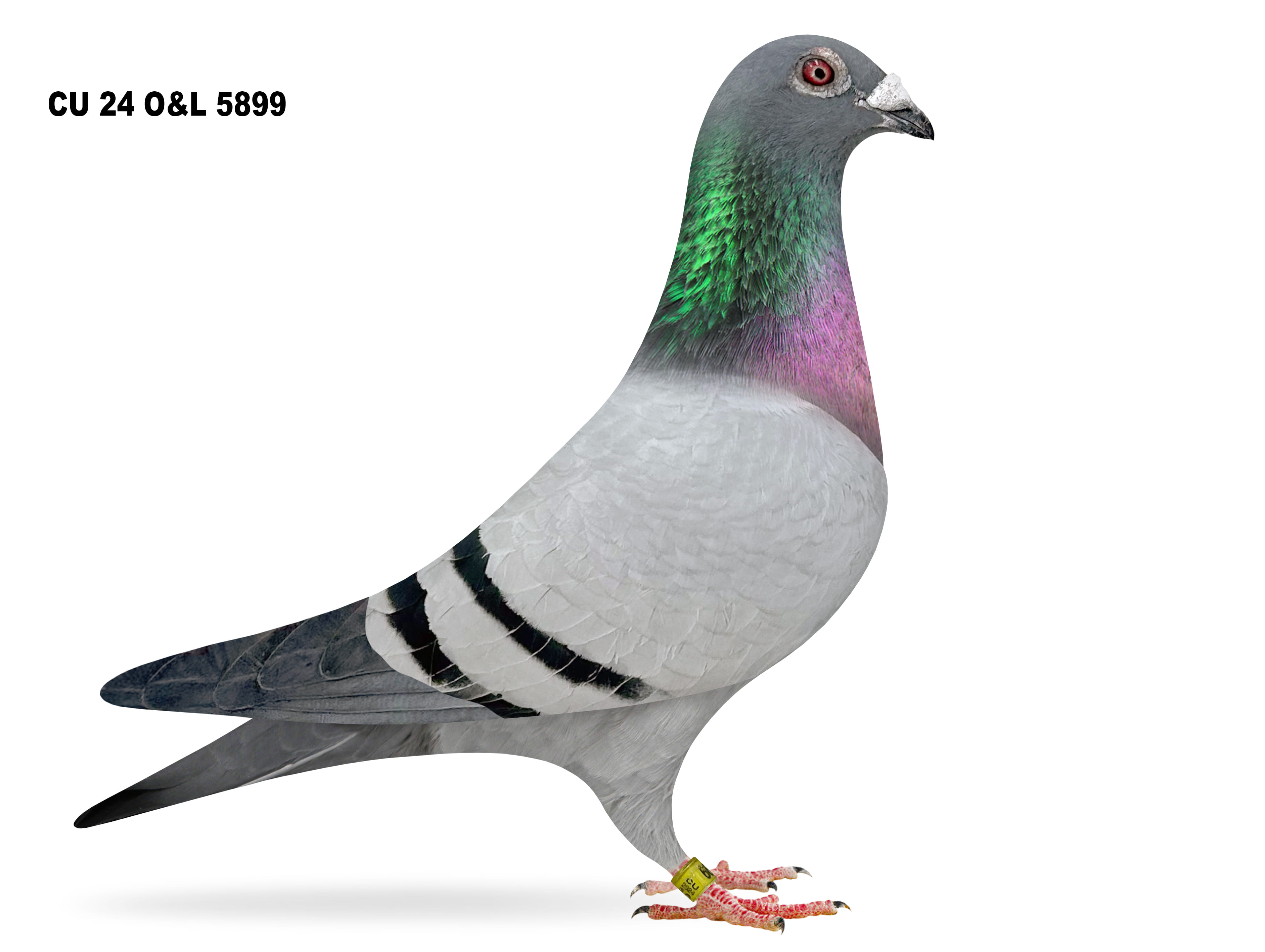 Lot 13 – CU 24 O&L 5899 BB Cock