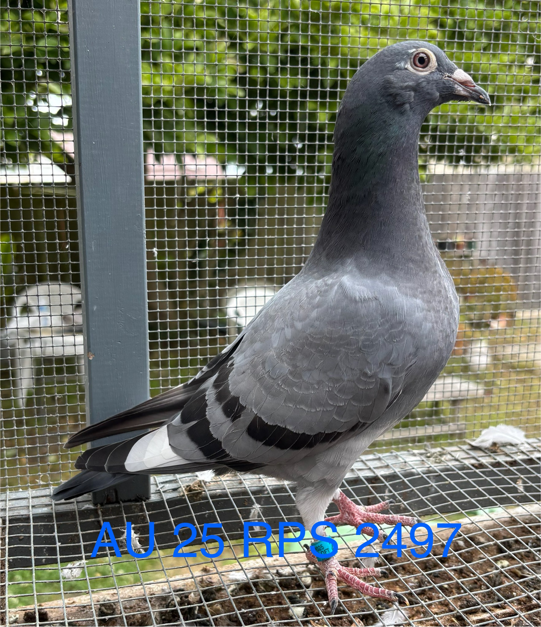 AU 25 RPS 2497 bbwf cock