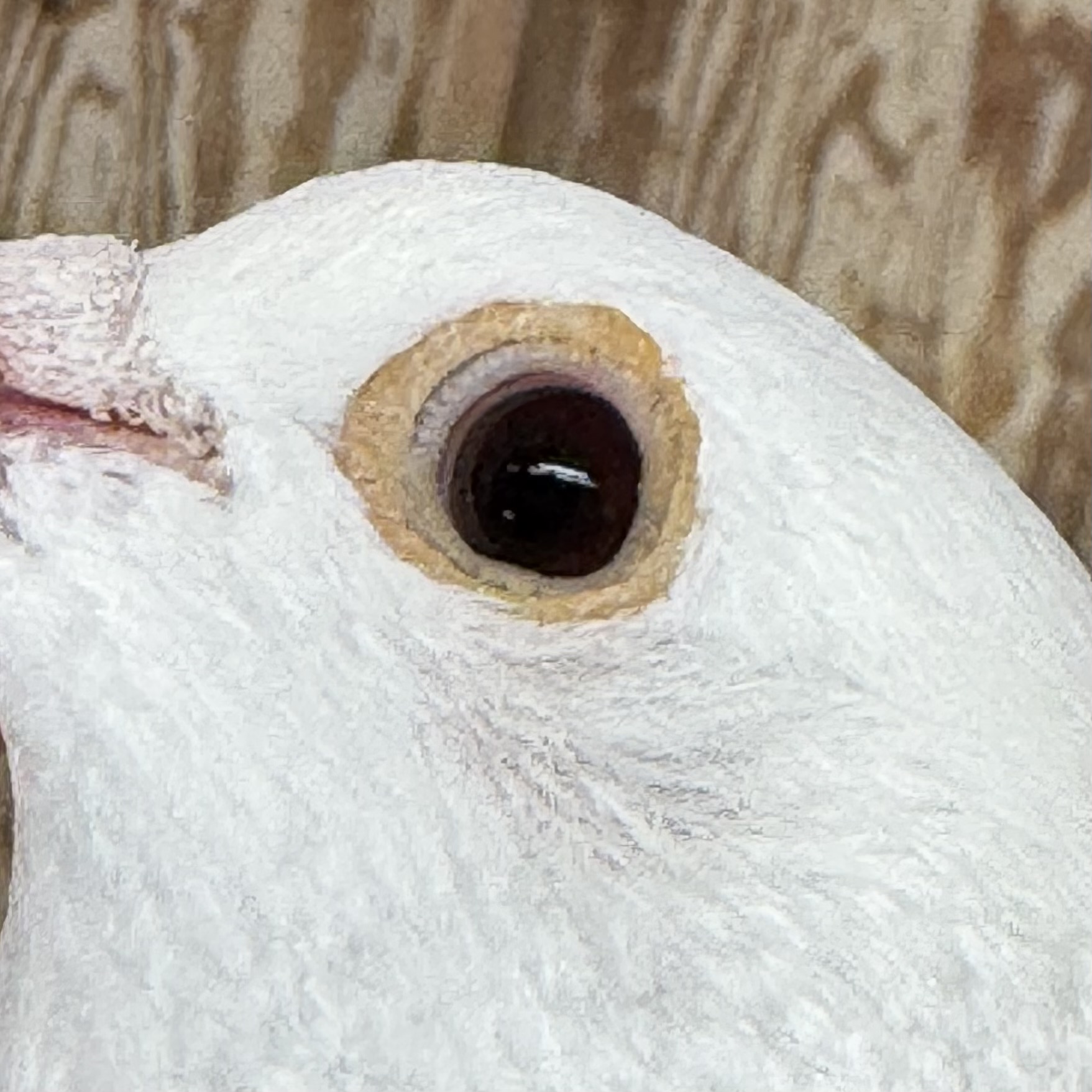 Preview Image 4