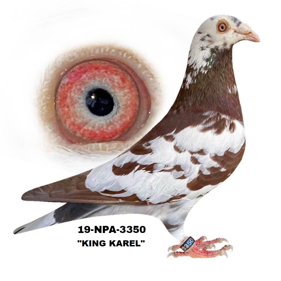 TRIO OF RECESSIVE RED COCK BIRDS