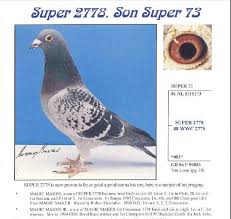 25-FVC-1386 Blue Check Cock.