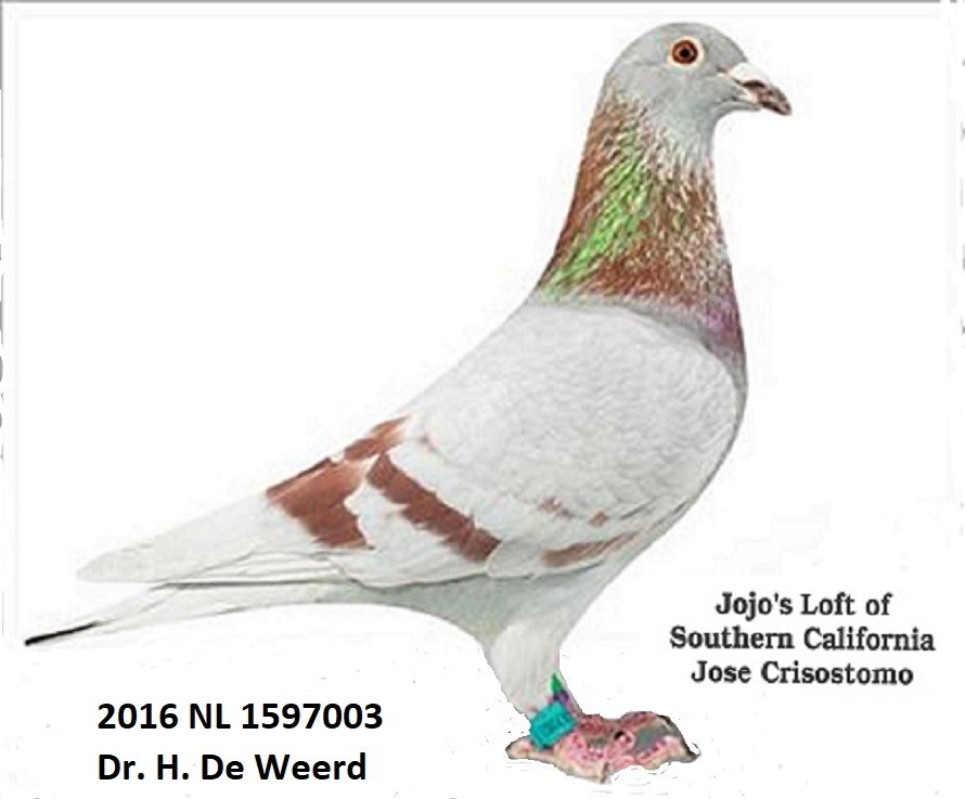 iPigeon.com - Racing Pigeon Auction