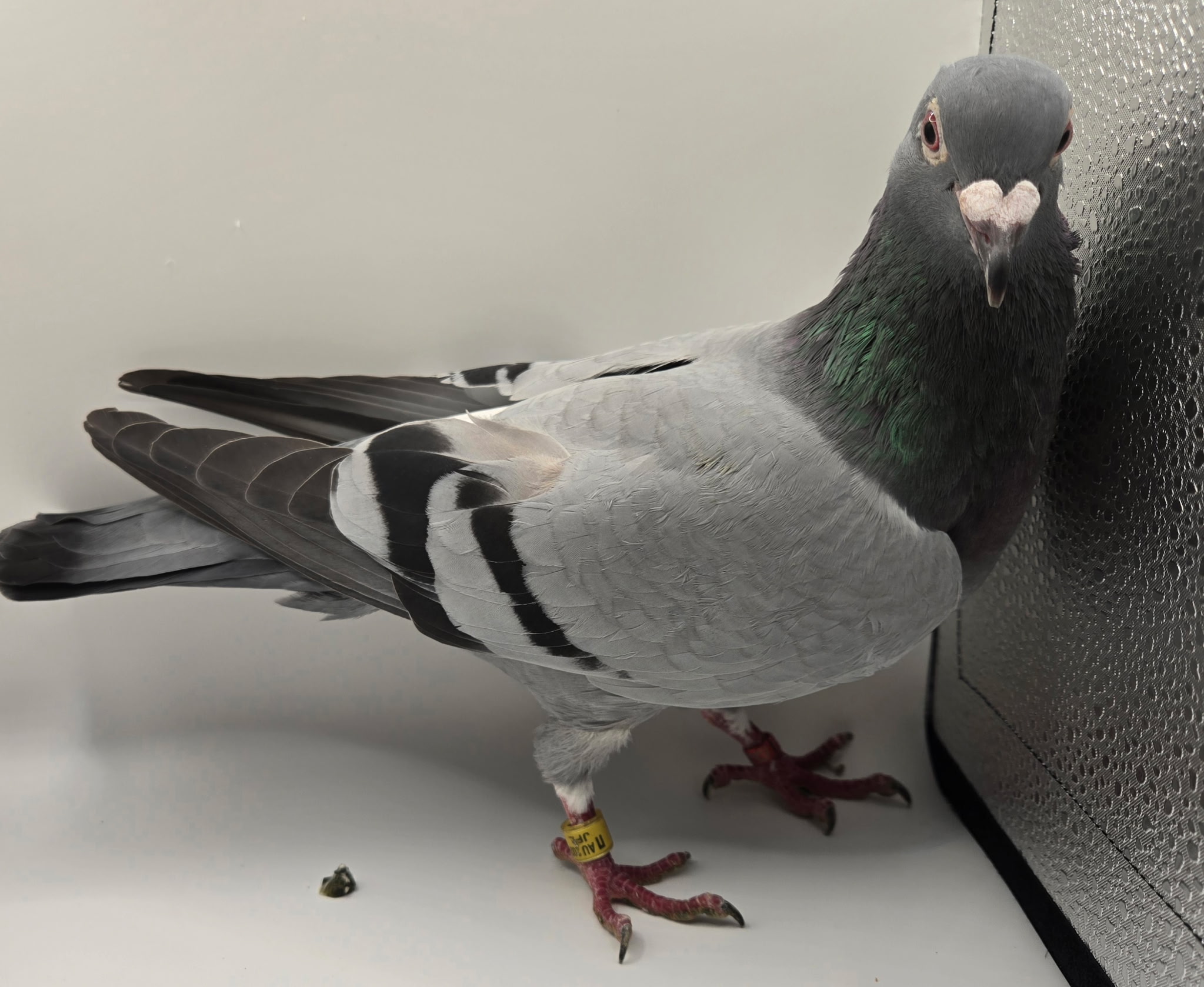 JFL-24-4273 HEN