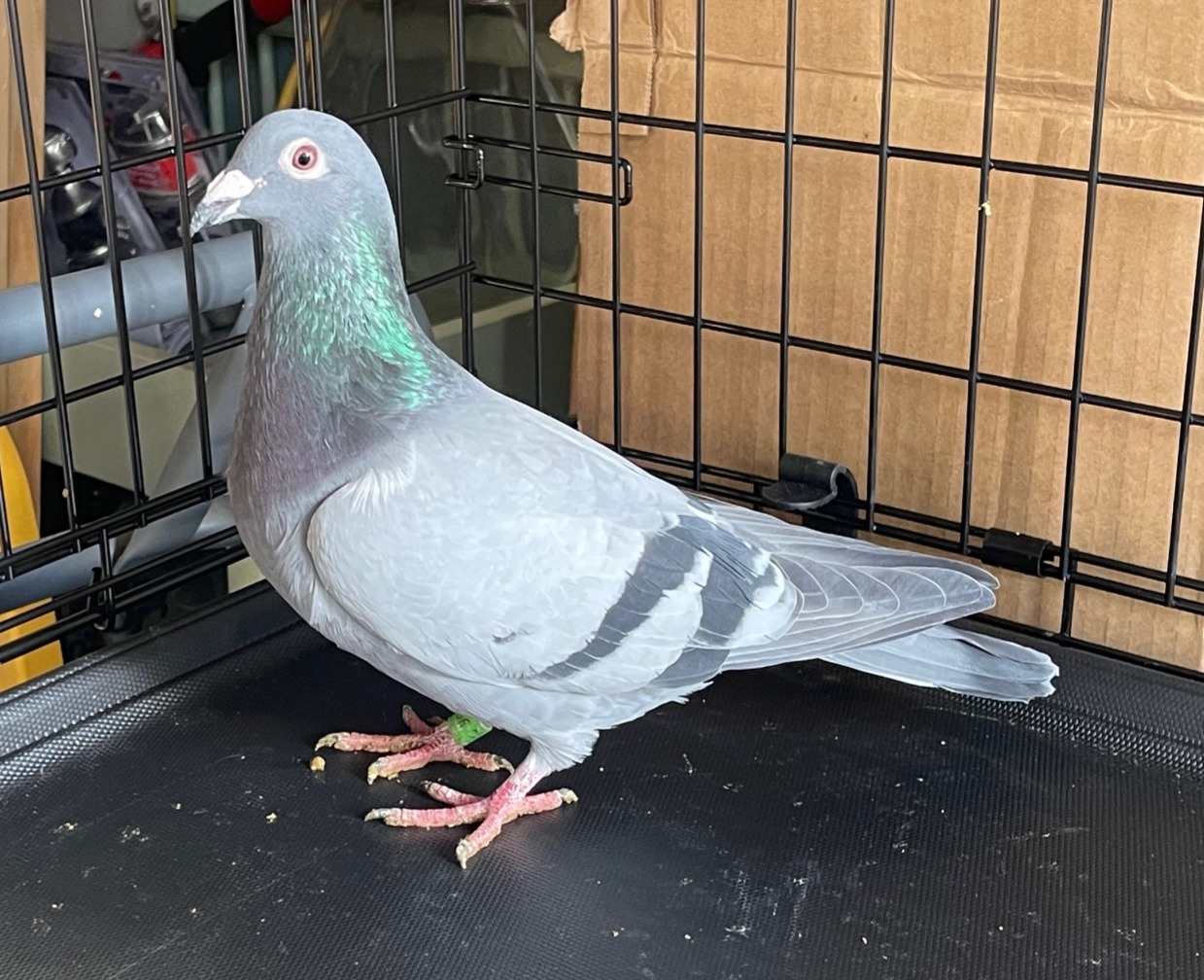 AU25-2456 - LATE HATCH