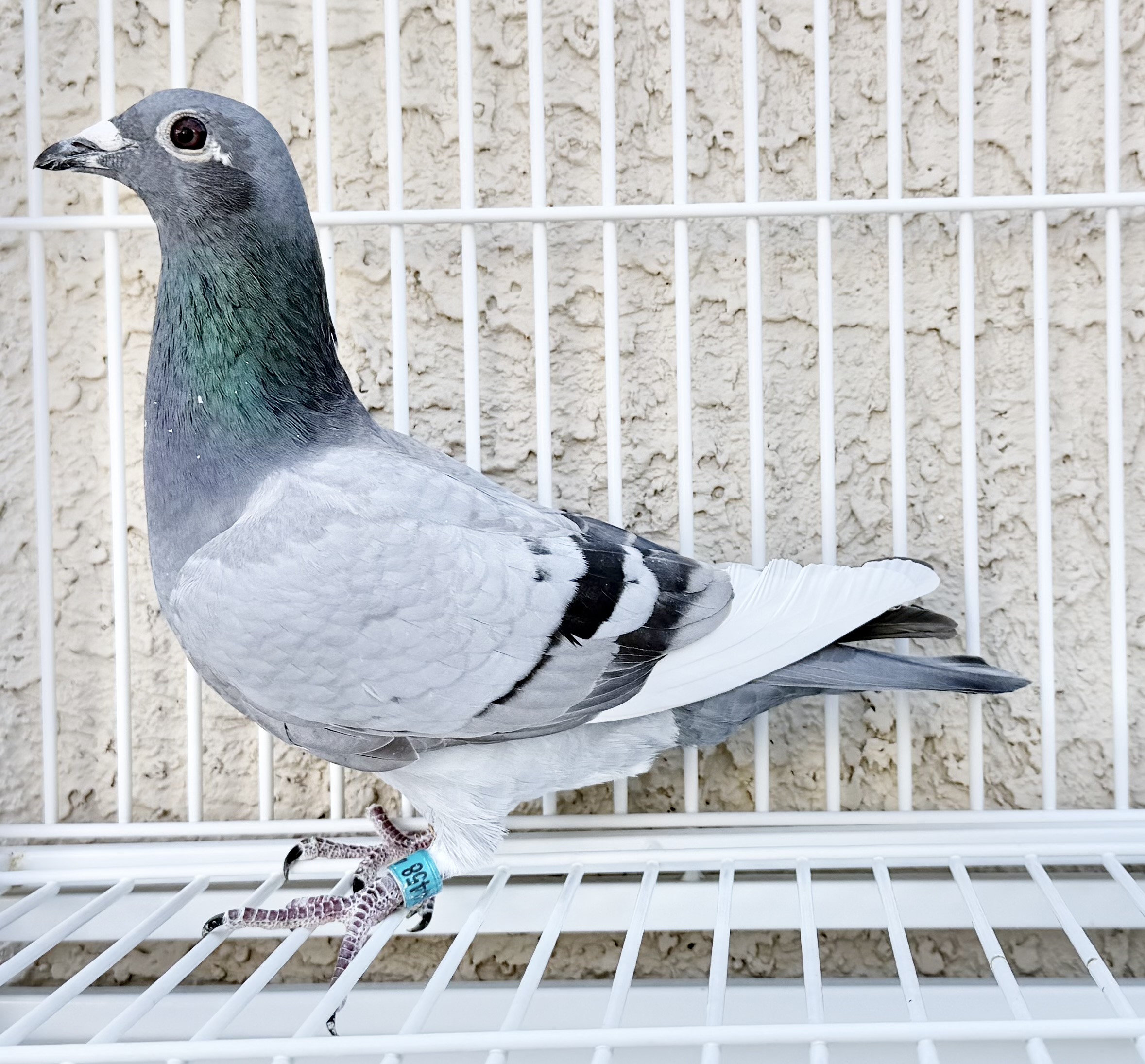 double inbred 1148 (2X)