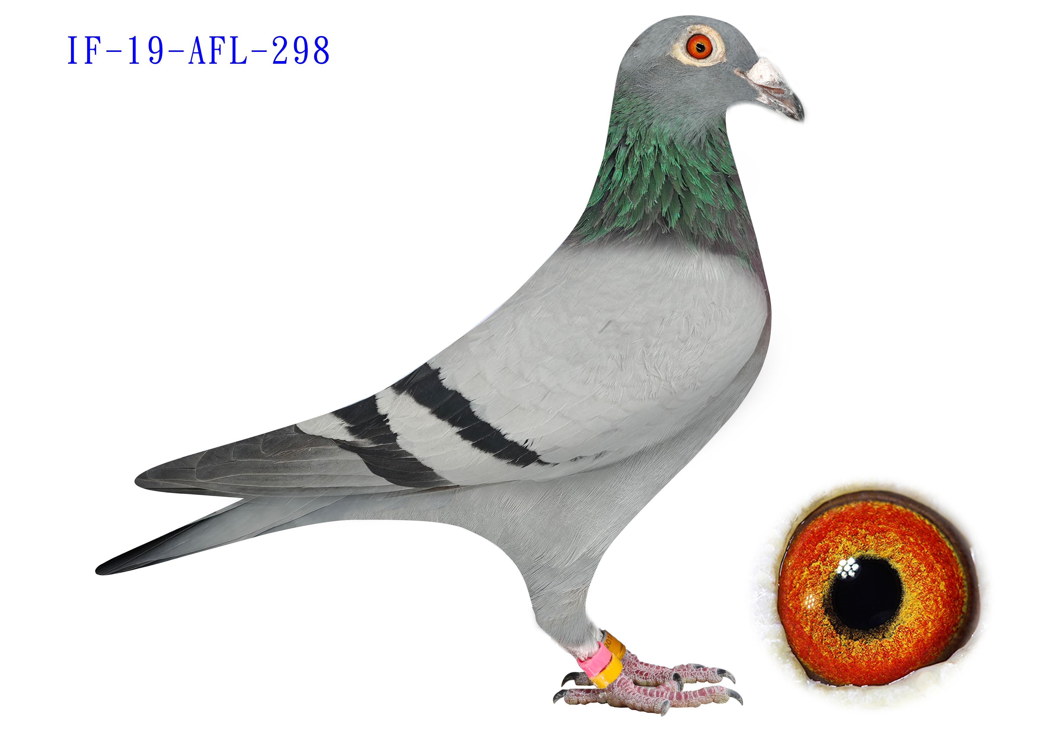 IF 2019 AFL 298 - BB - Hen