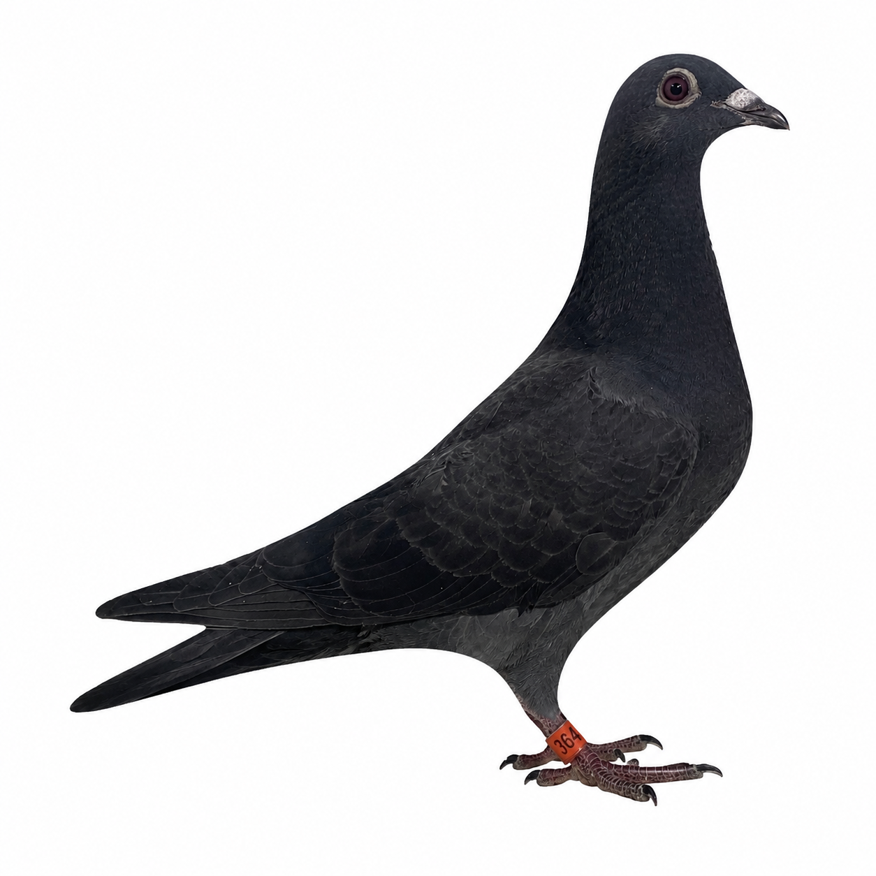 biggame color birds 364