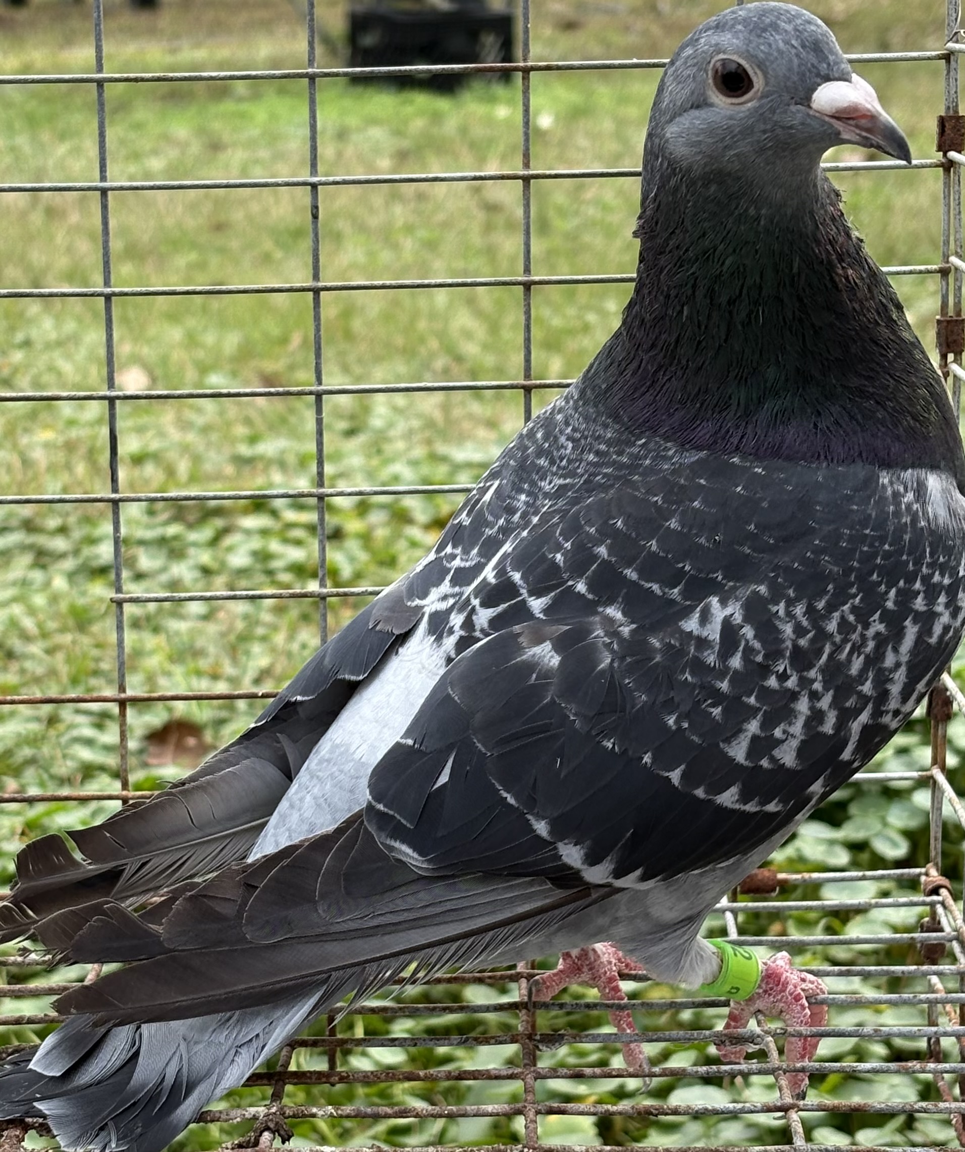 AU 92 Holmes 2023 (2025 hatch old band)