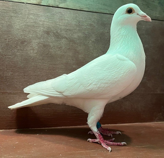 WHITE COCK OFF IMPORTS