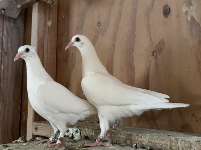 2026 White Bird Nest Mates