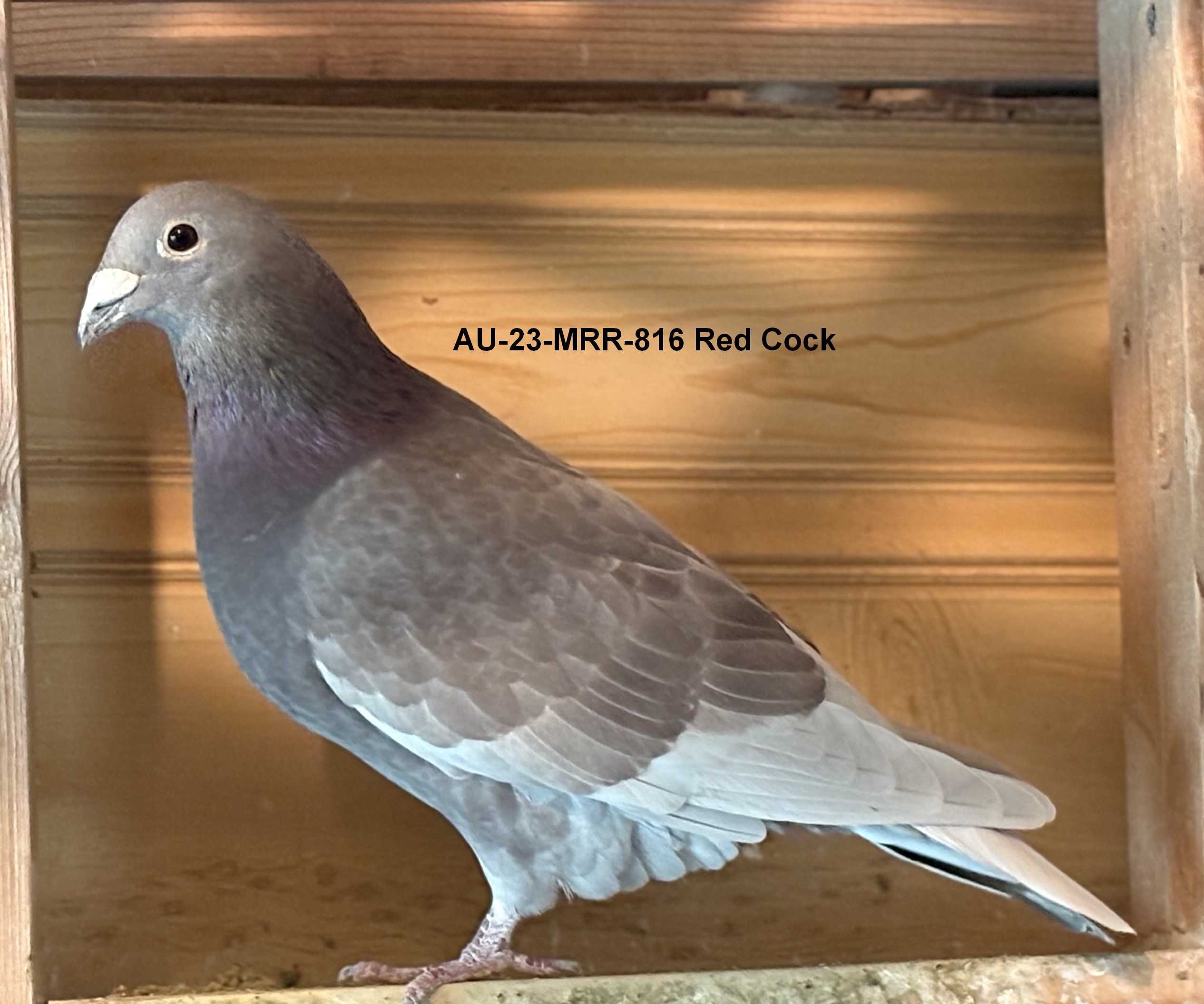 AU 23 MRR 816 Red Cock