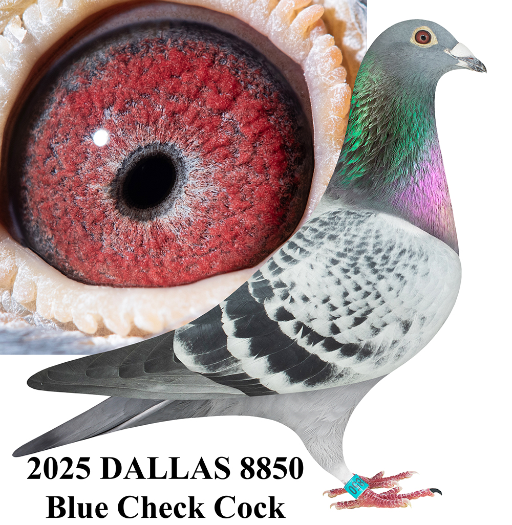 AU 2025 DALLAS 8850 BC C