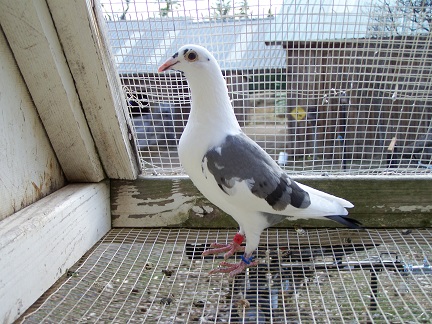 iPigeon.com - Racing Pigeon Auction