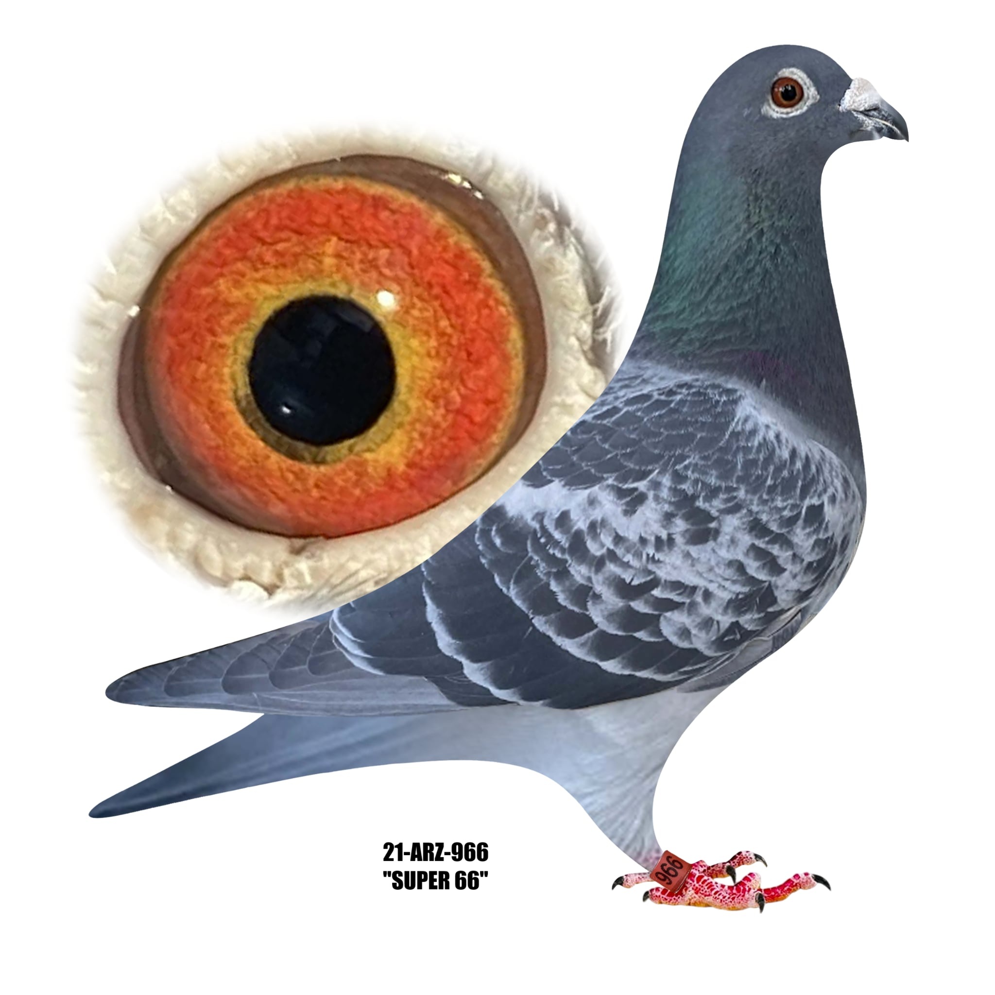  21-ARZ-966 Blue Check Cock.