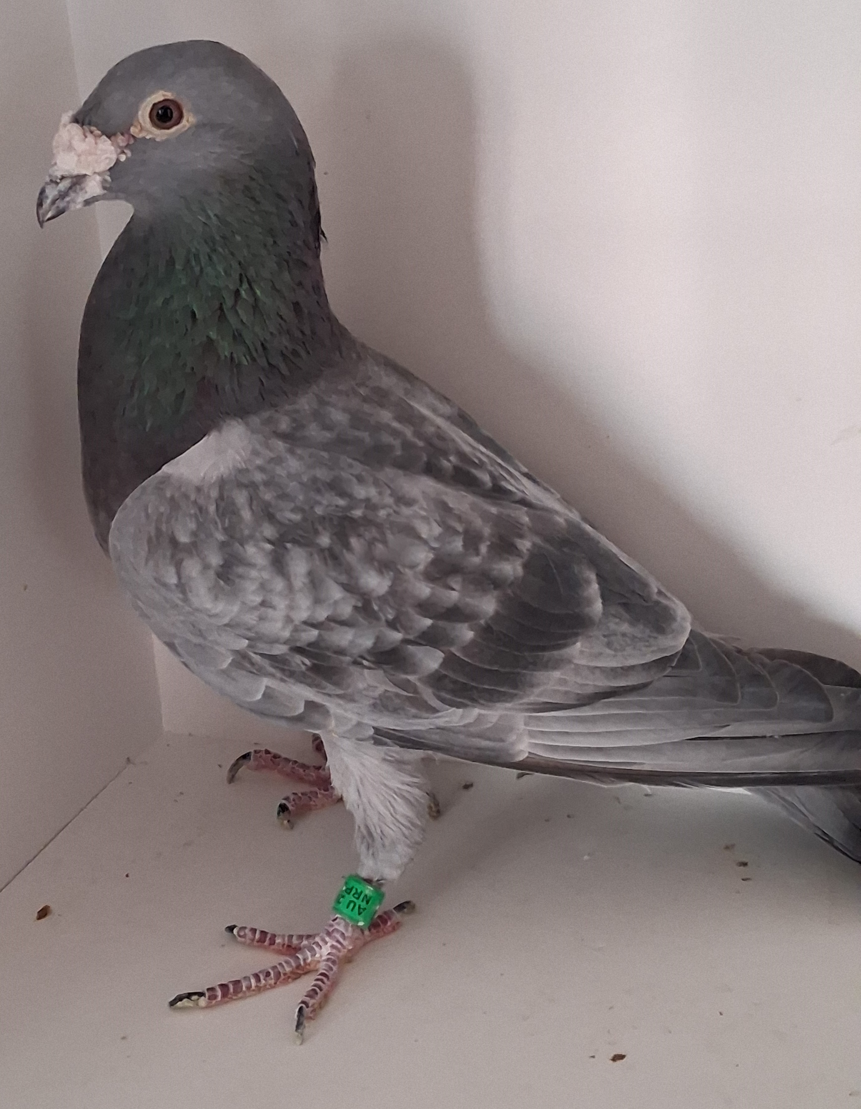 AU 13 NRPL 3153 DC COCK