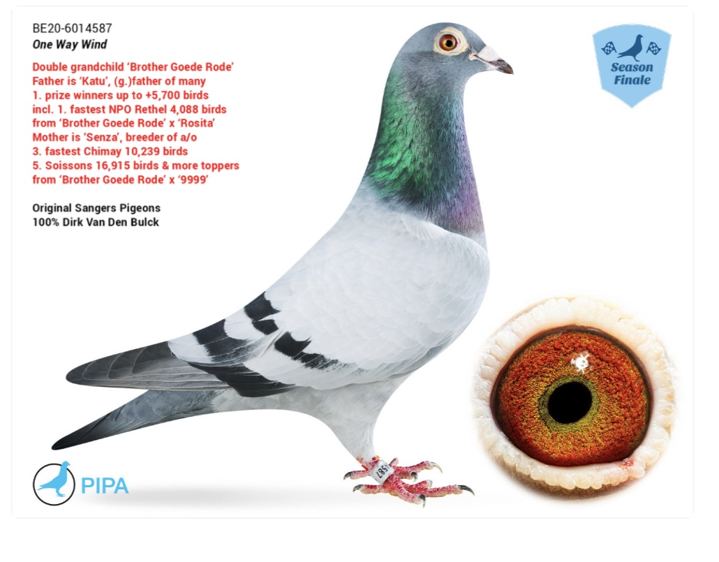 BE20-6014587
(One Way Wind)
SUPER INBRED! From Katu (Superson Br. Goede Rode x Rosita) x Senza (Topd