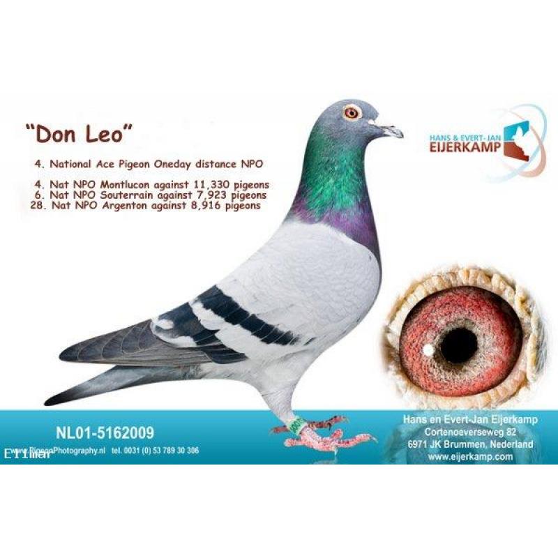 Preview Image 11