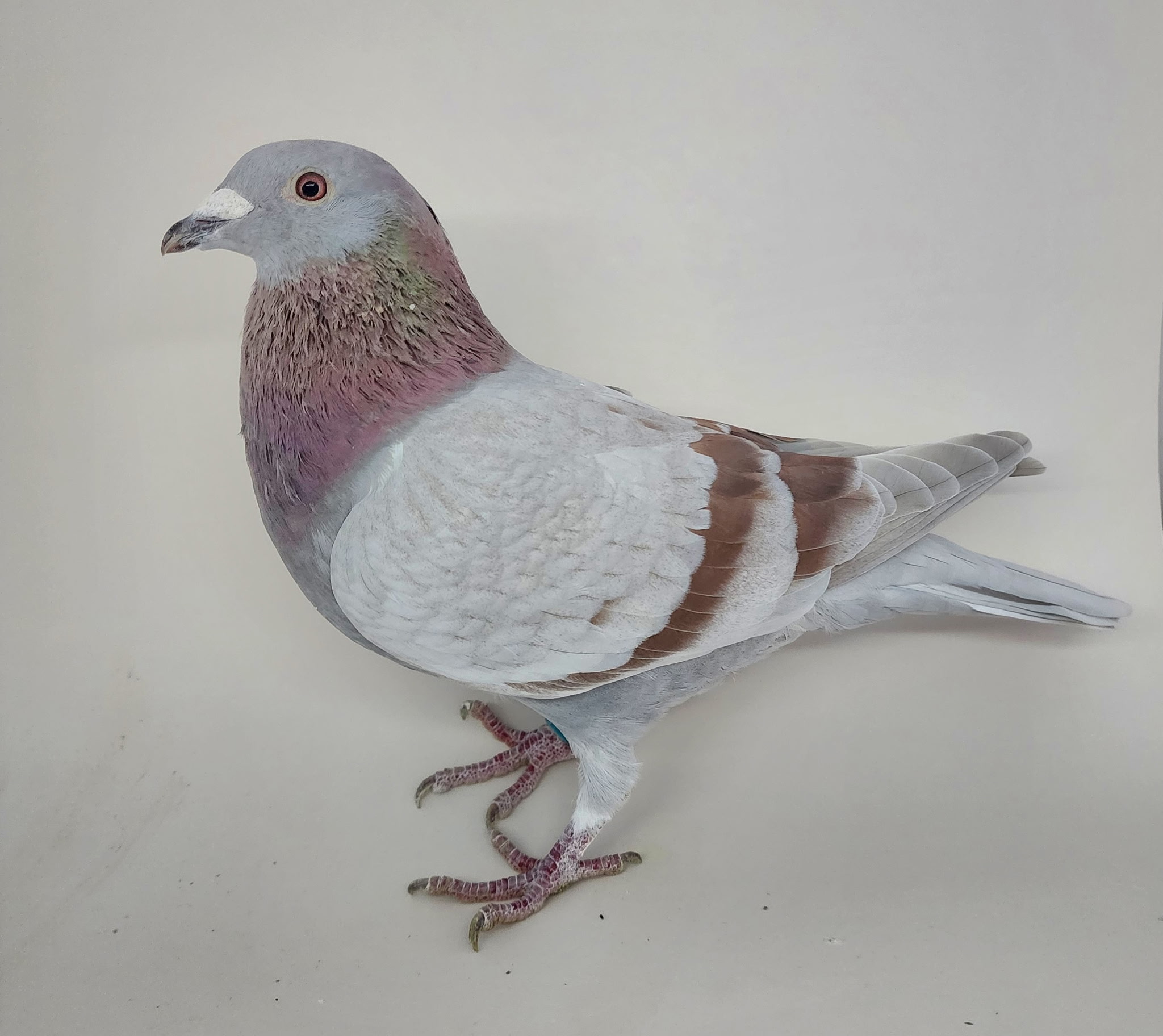 AU CHICAGO 2025 2290 COCK