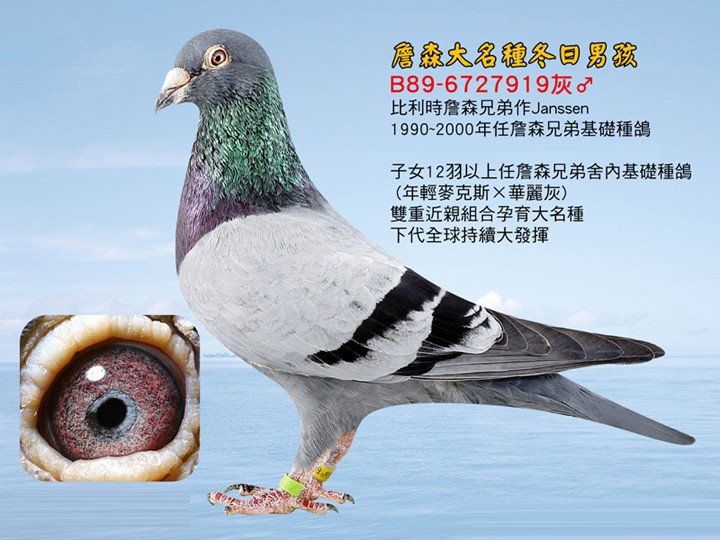 Preview Image 5