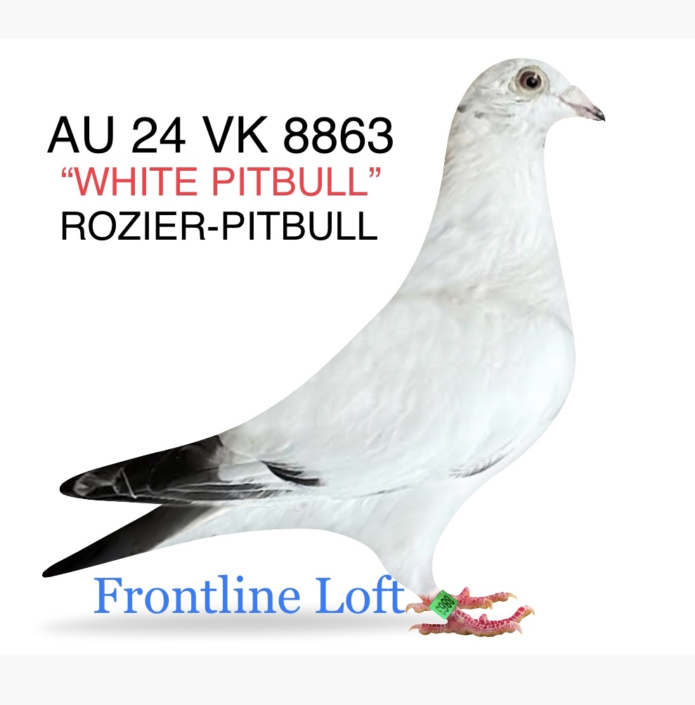 【美品】Pigeon Runfee RB3 PL-0226-20-4737 R.D. Faber x wnuczka Pitbul Rudy van Reeth