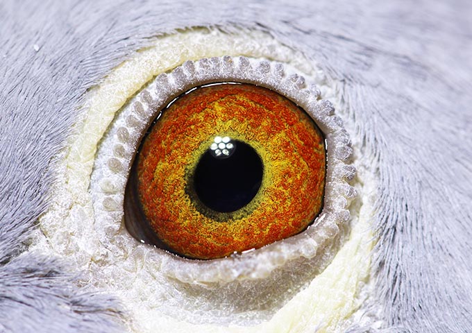 AU-25-FFR-131   9TH 129m