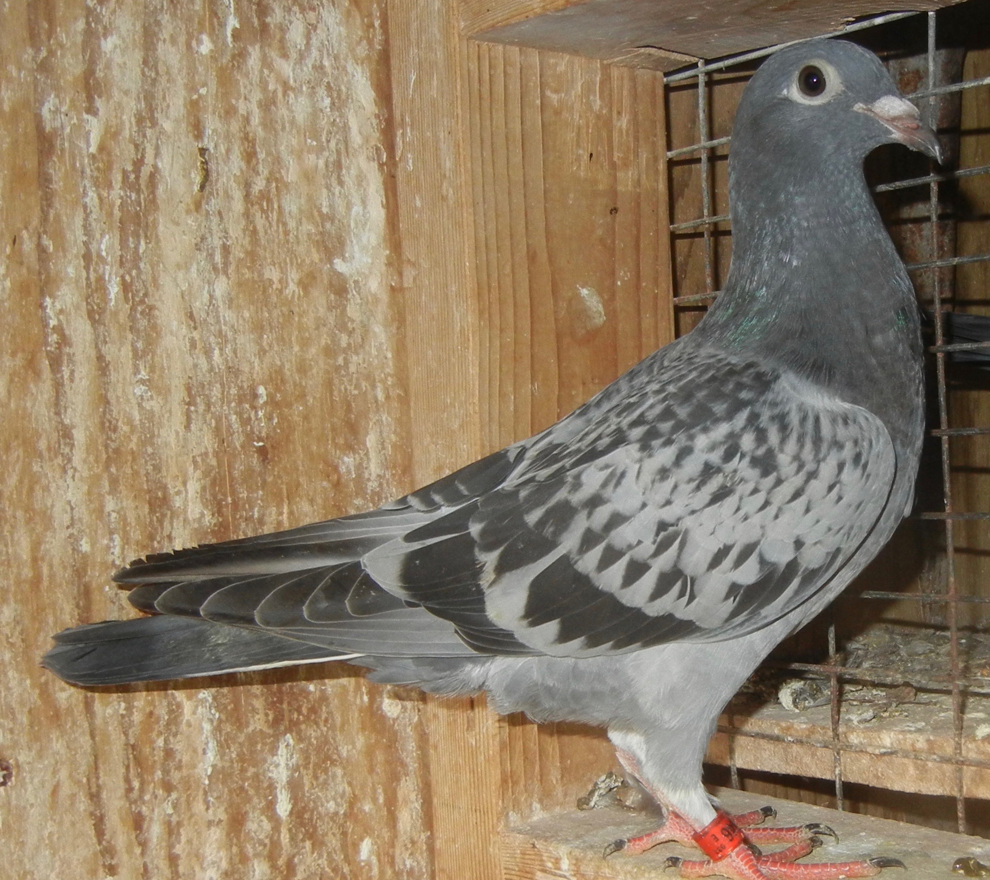 Preview Image 1