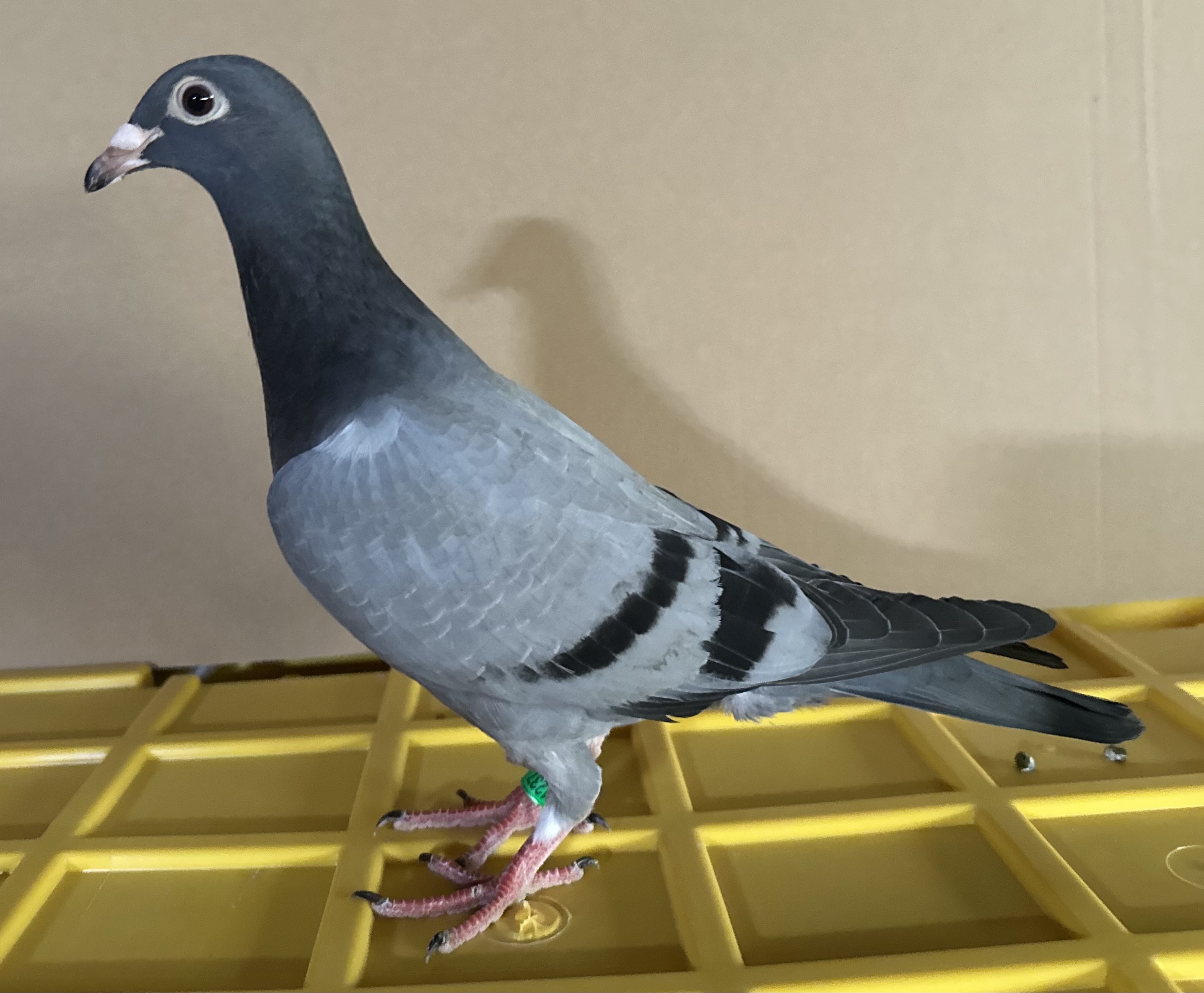 Inbred Harry/Birdy/Grandson of Doc Holiday 1st place Golden Algarve OLR. 