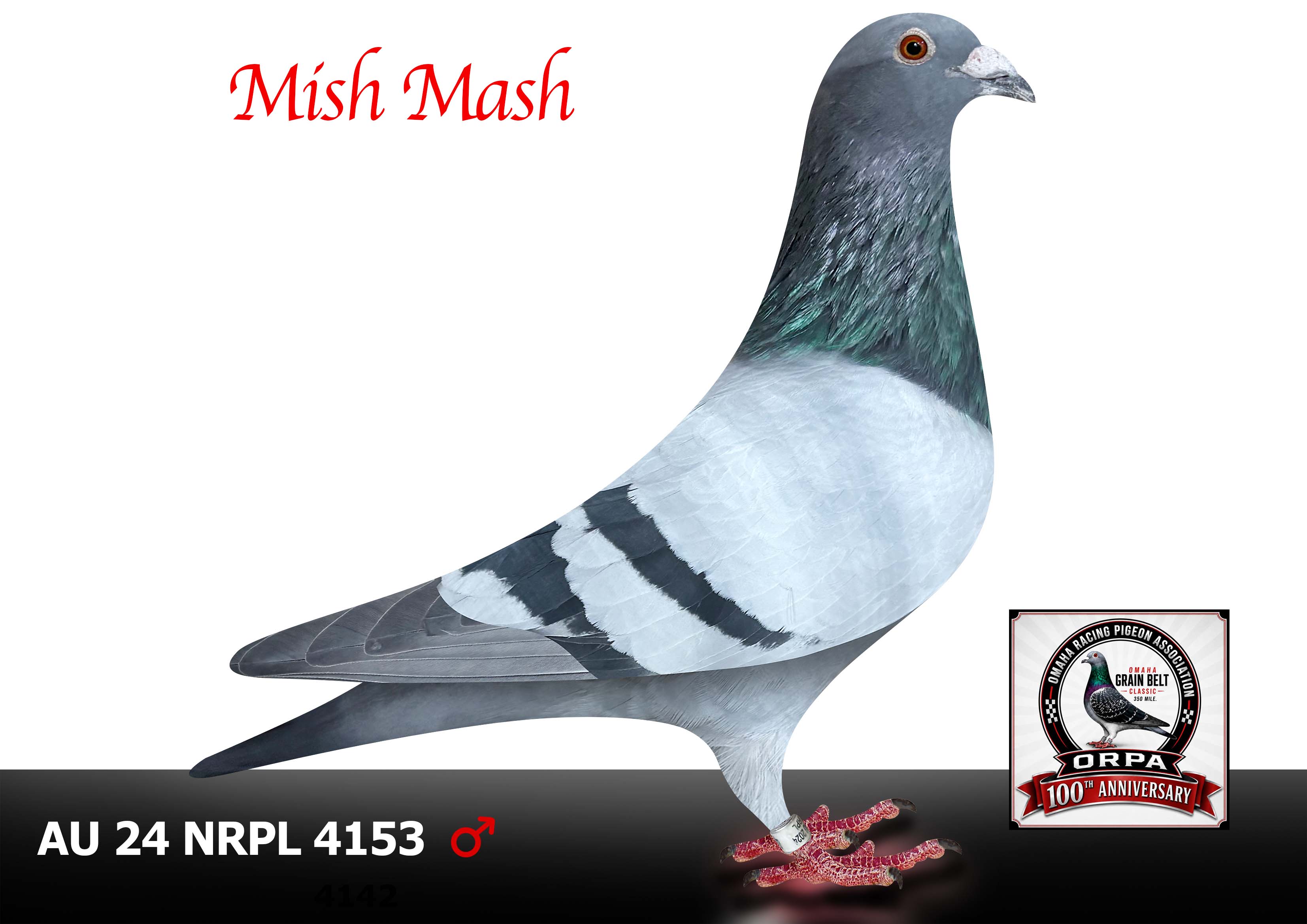 AU 24 NRPL 4153 Cock