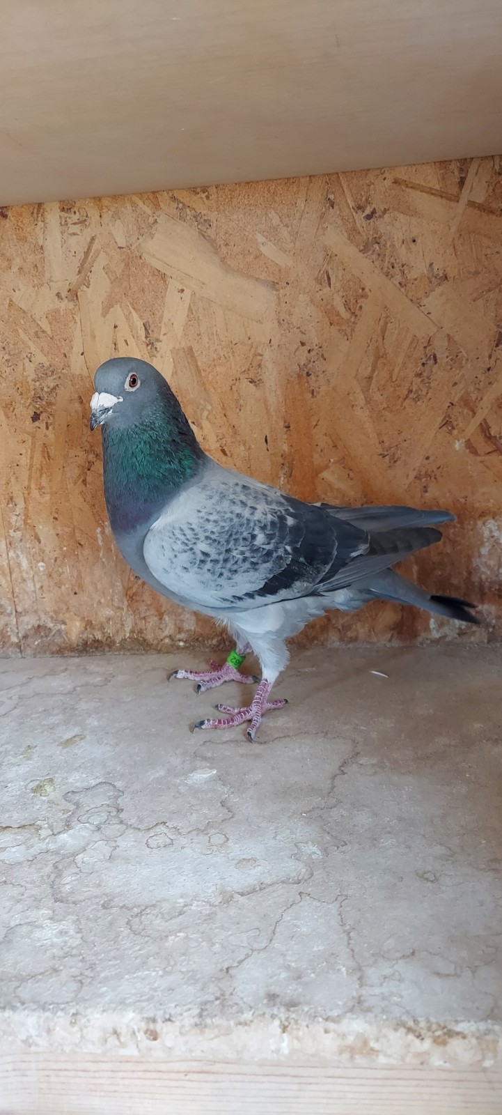 Gr Son Blue Lagoon x Acy