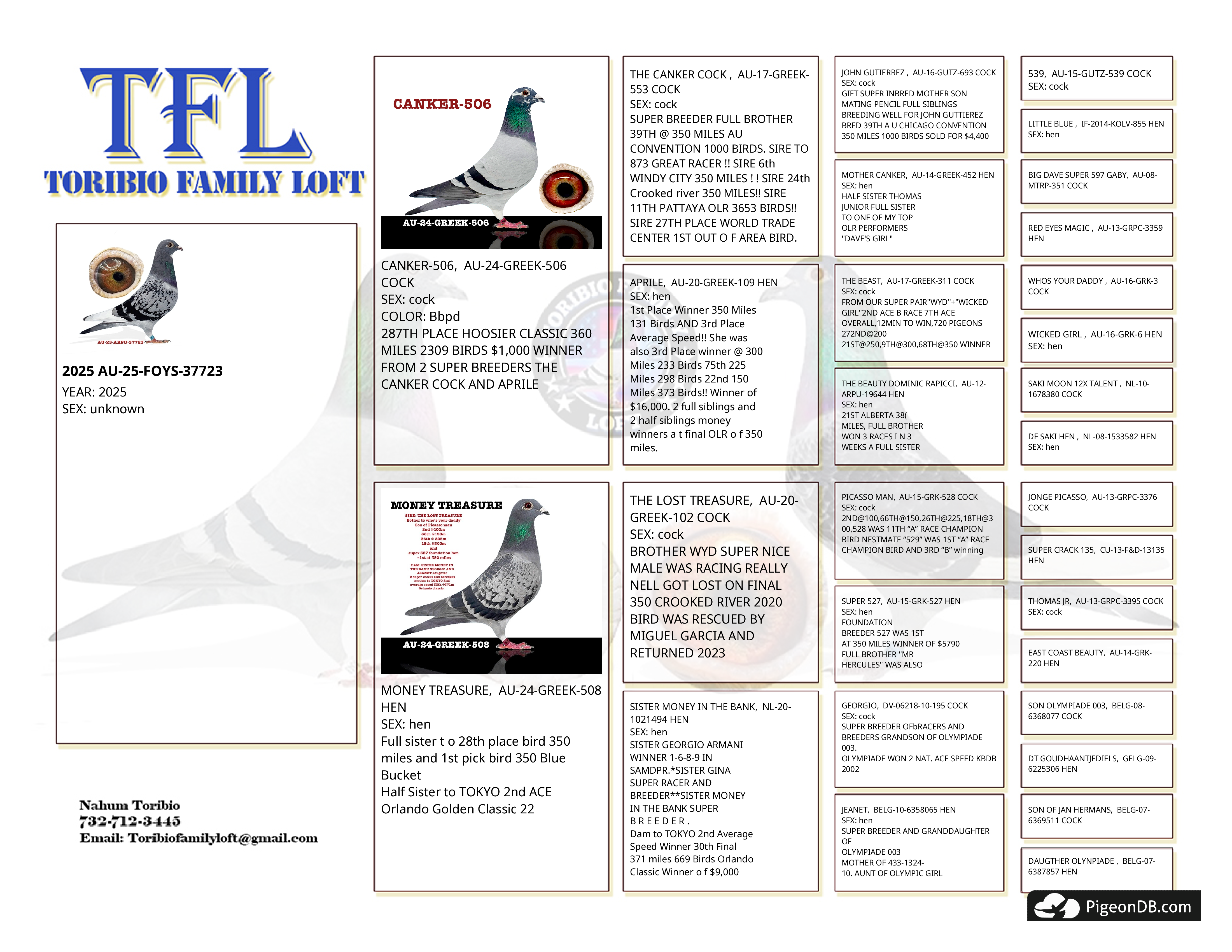 IPigeon Racing Pigeon Auction ipigeon-racing-pigeon-auction