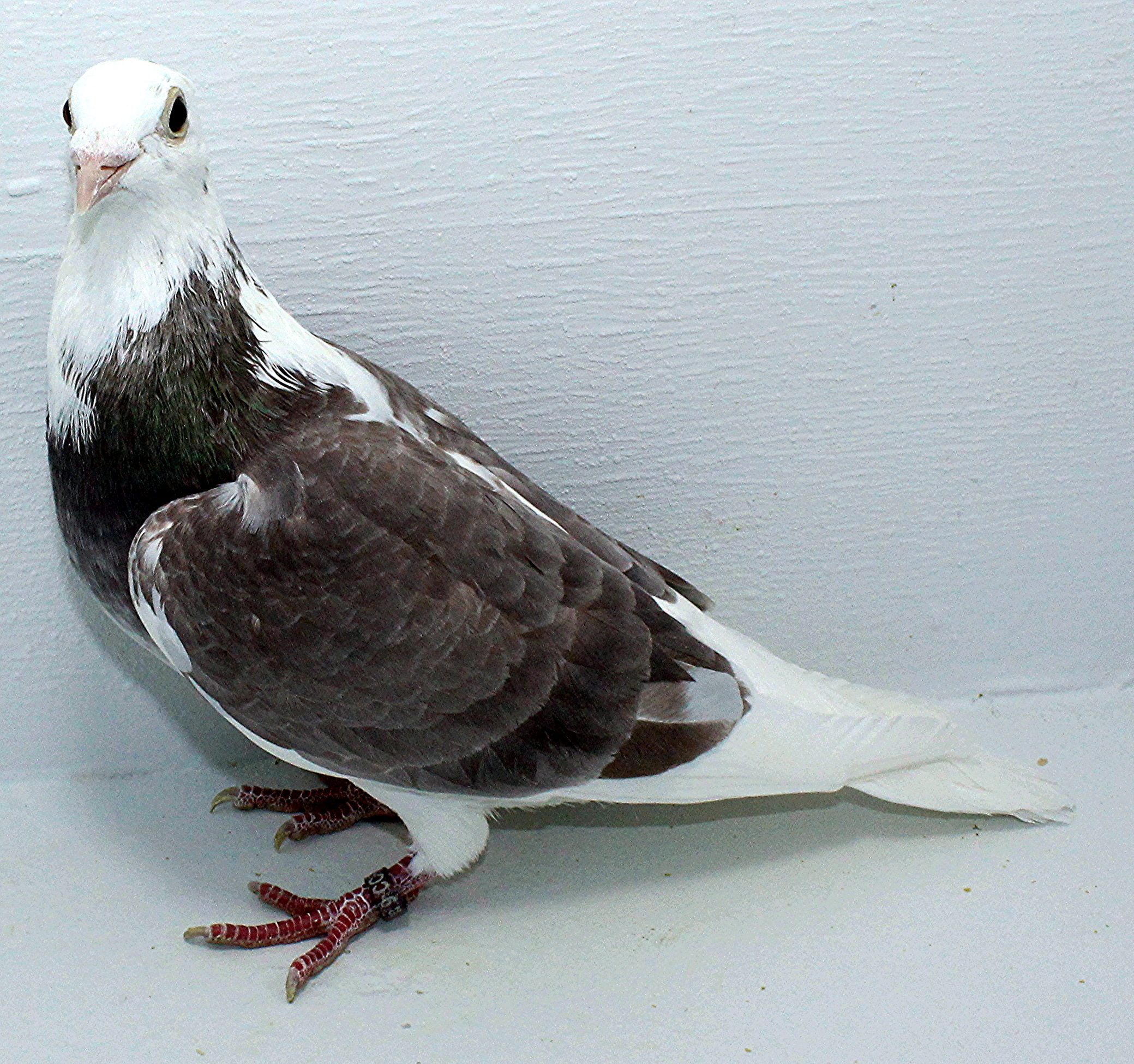 2596 NPA 2025 Pure Paul Sion Cock