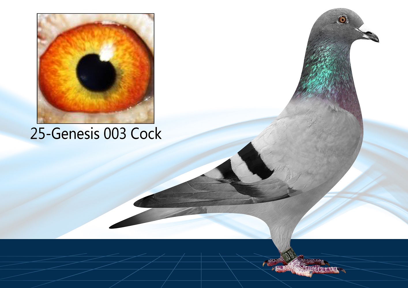 25-003(Cock) Super Inbred Porsche 911