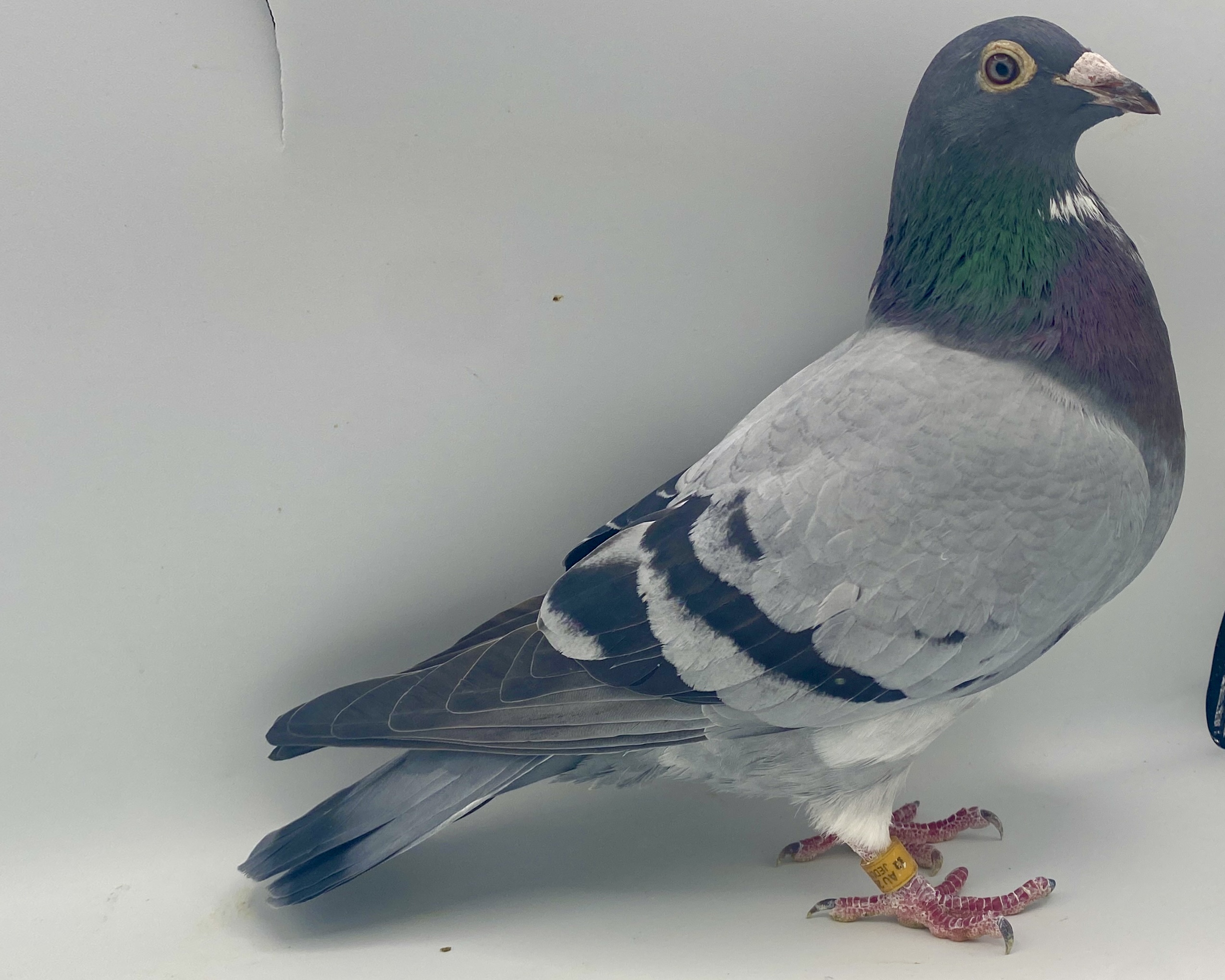 AU 23 JEDDS 1679 GREG MCKNIGHT HEN