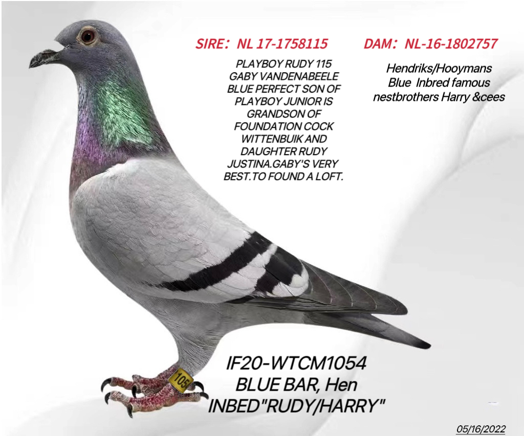 IF20-WTCM1054 BB Hen