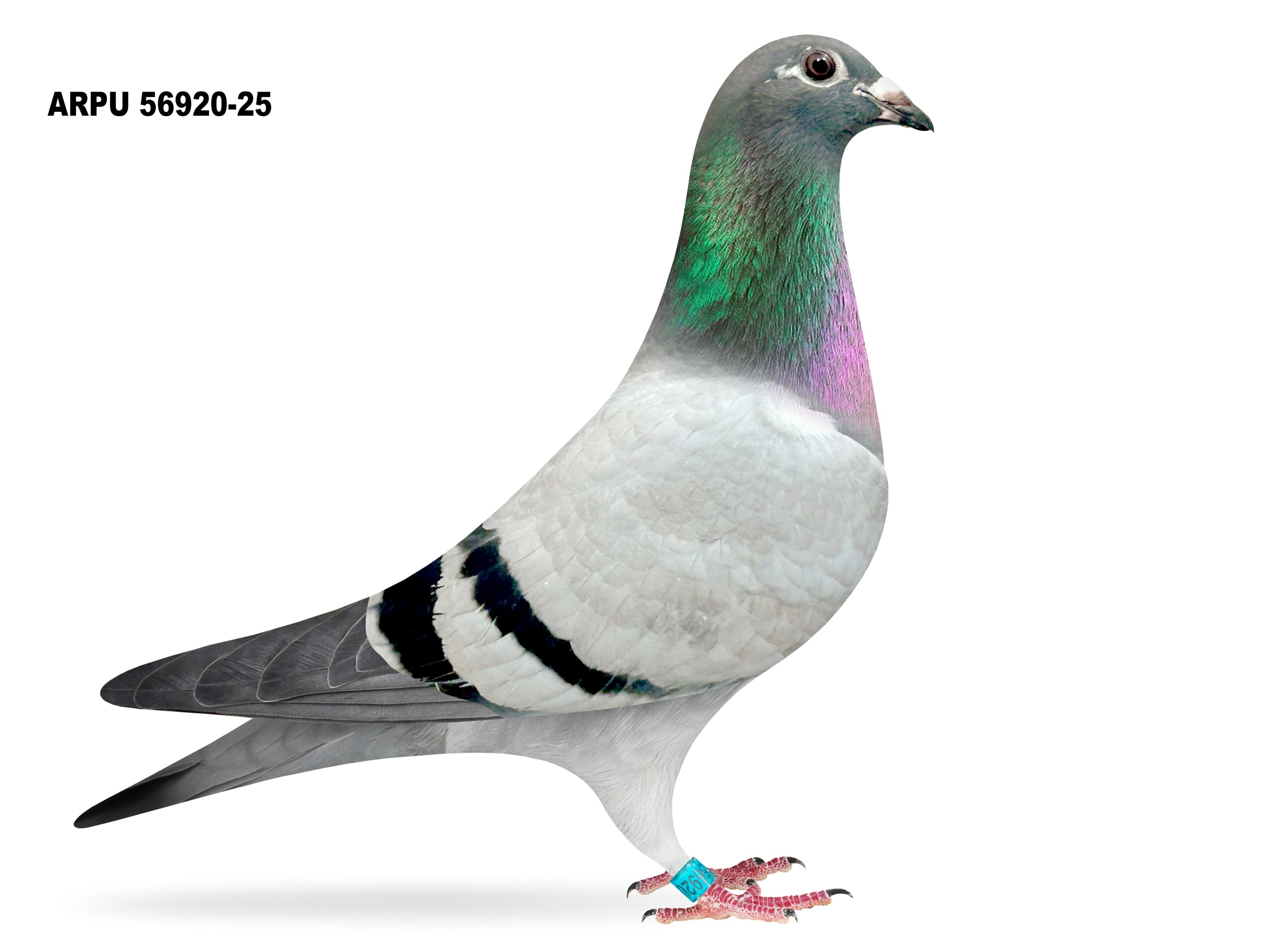 ARPU 56920-25 BB HEN