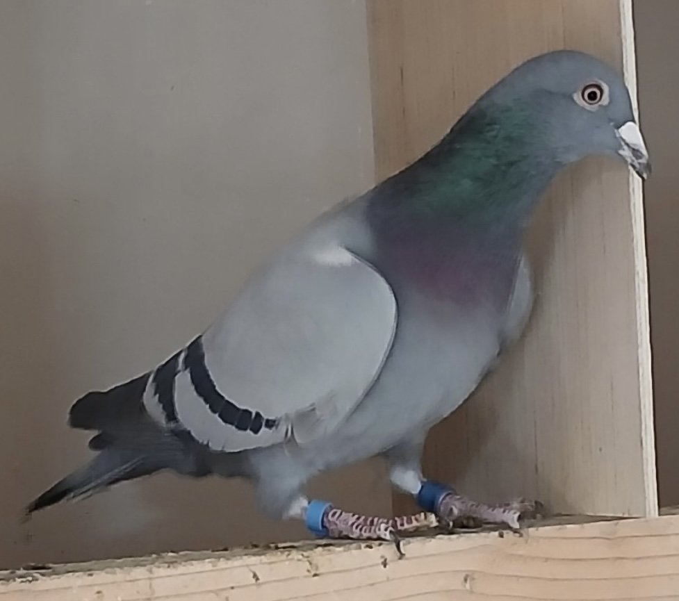 IF 2025 PFSC 50469 BLUE COCK