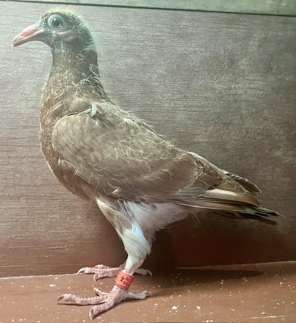 LATE HATCH SQUEAKER OFF IMPORT