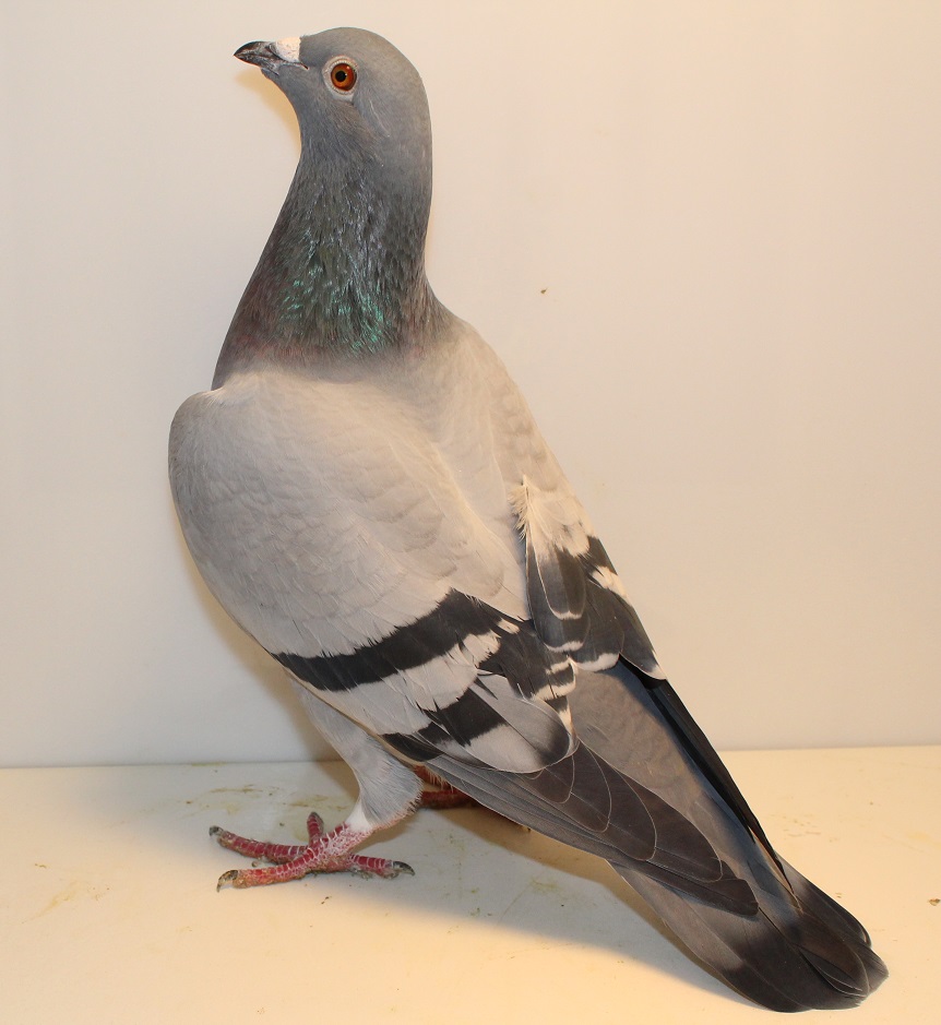 AU 26 TITLETOWN 177 BB HEN